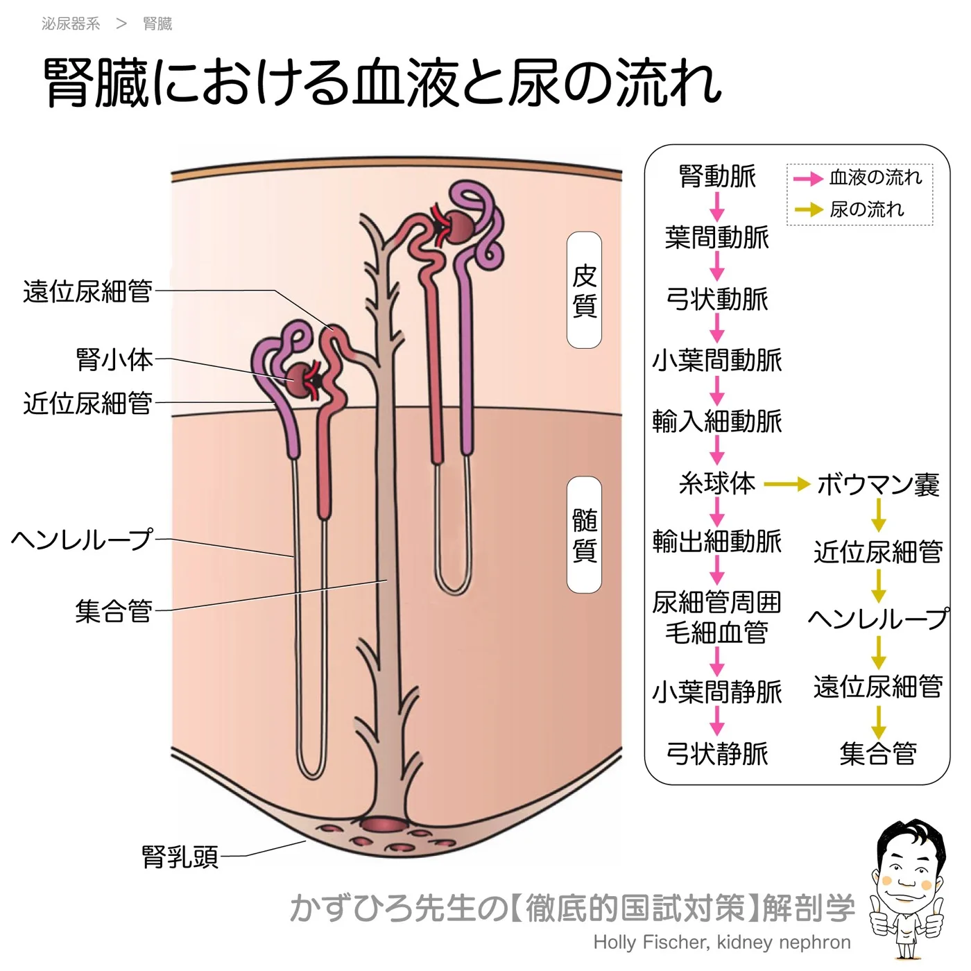 腎臓における血液と尿の流れ・ネフロンの構造
