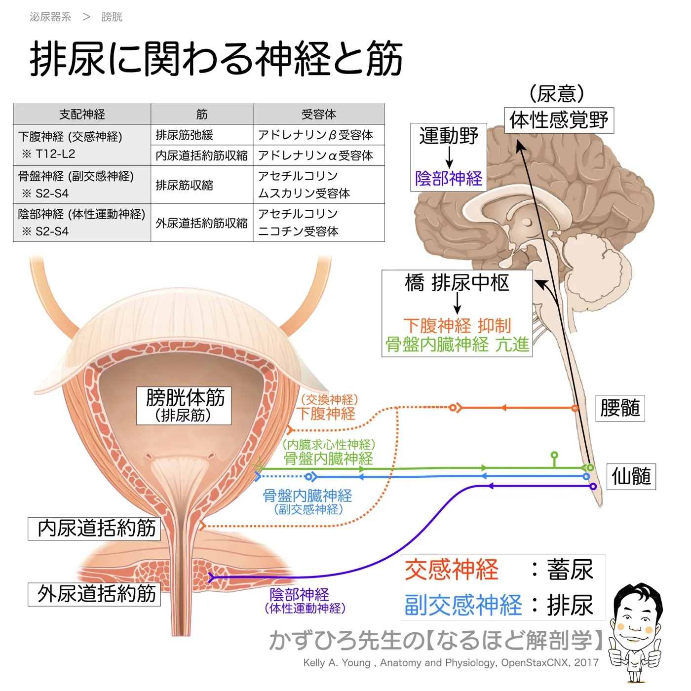 排尿反射
