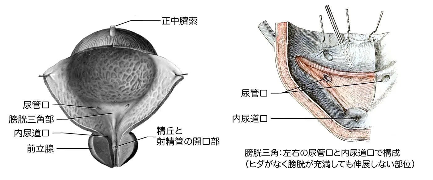 膀胱内部と膀胱三角