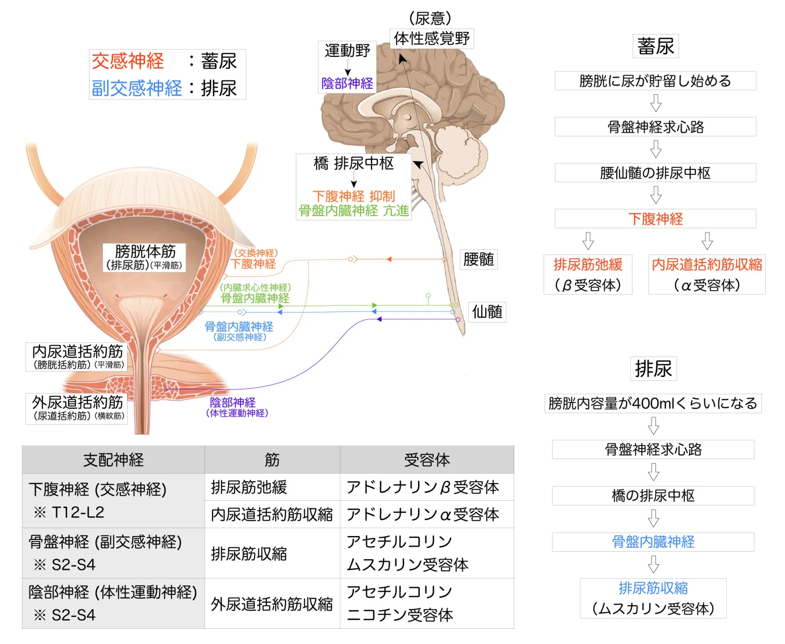 排尿反射-排尿と蓄尿チャート付き