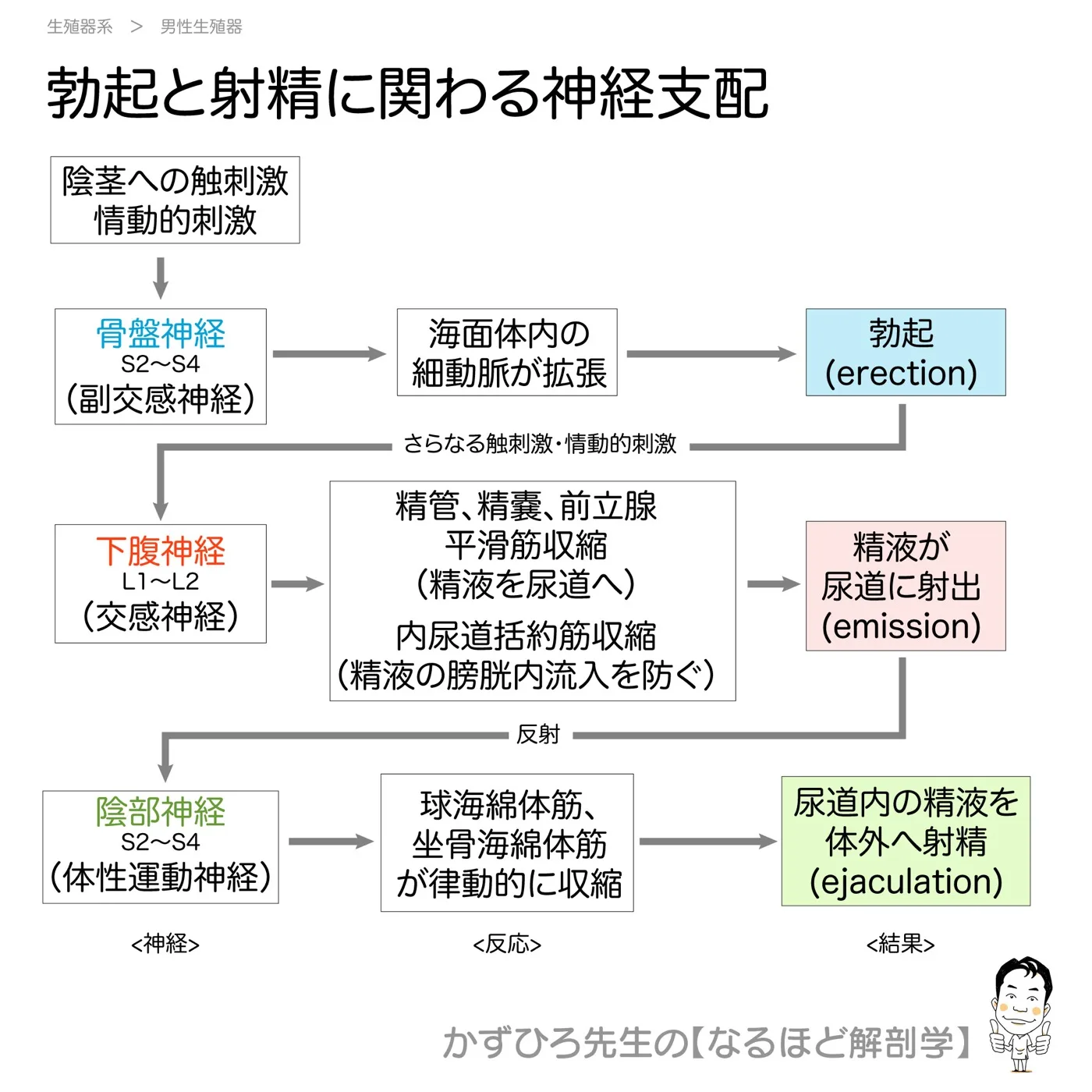 勃起と射精に関わる神経支配