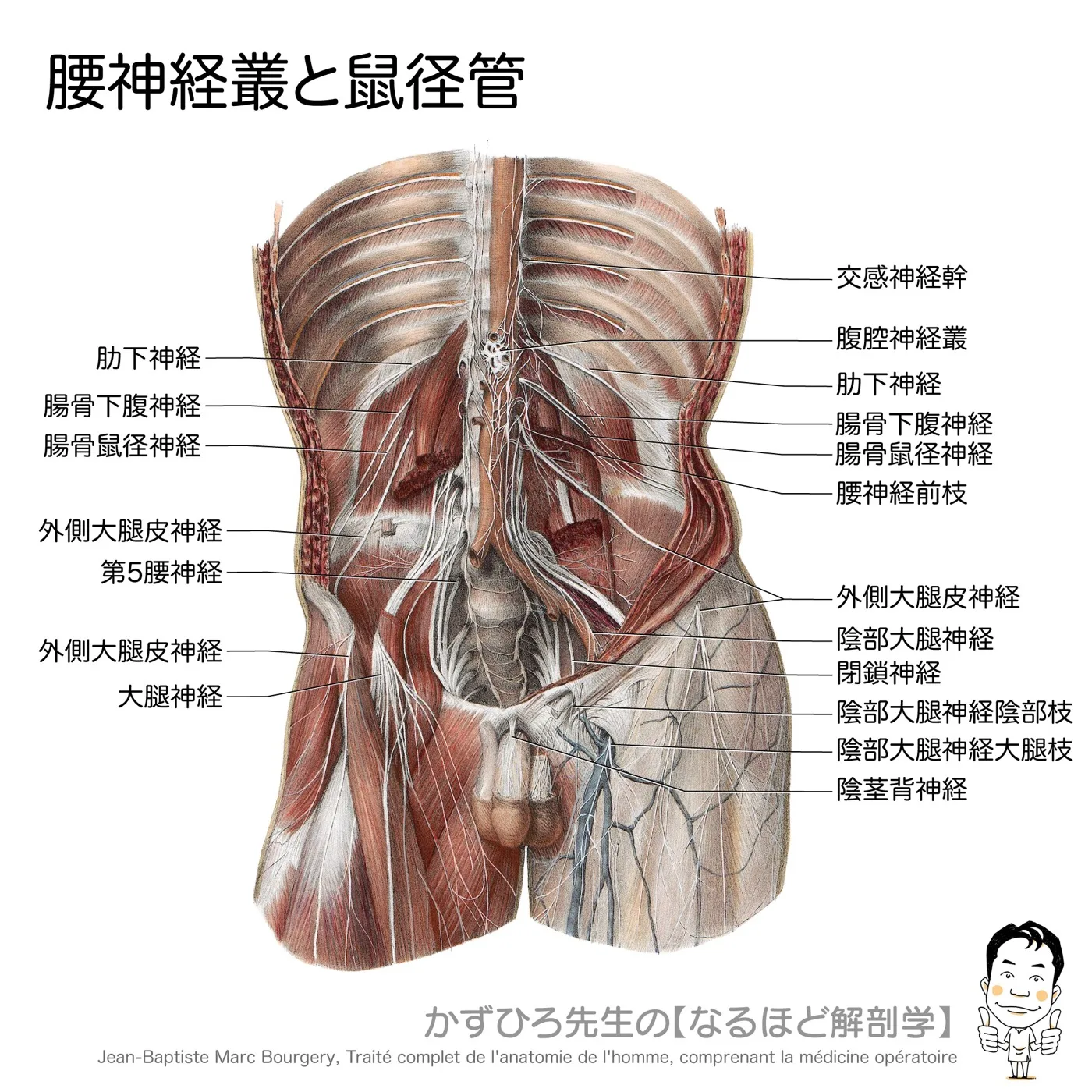 腰神経叢の枝と鼠径管