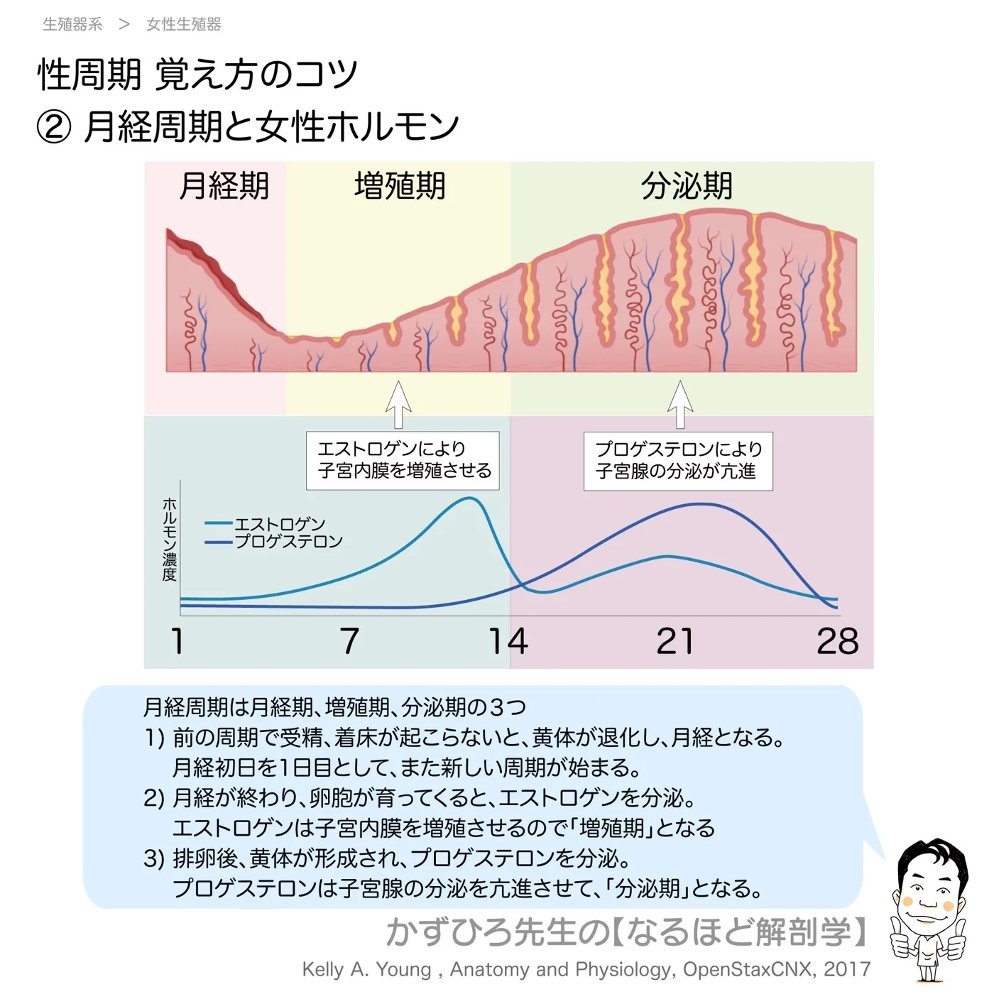 性周期覚え方のコツ-②-月経周期と女性ホルモン