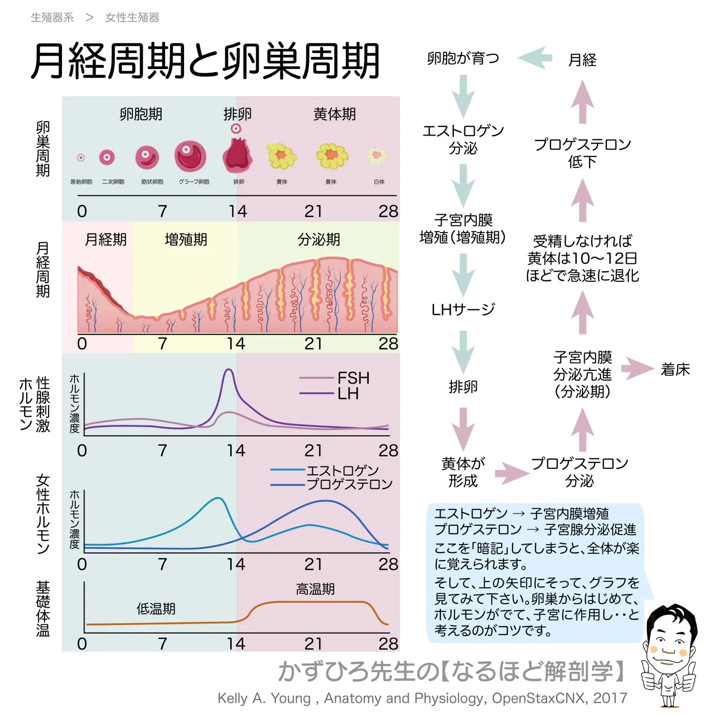 性周期(月経周期と卵巣周期)