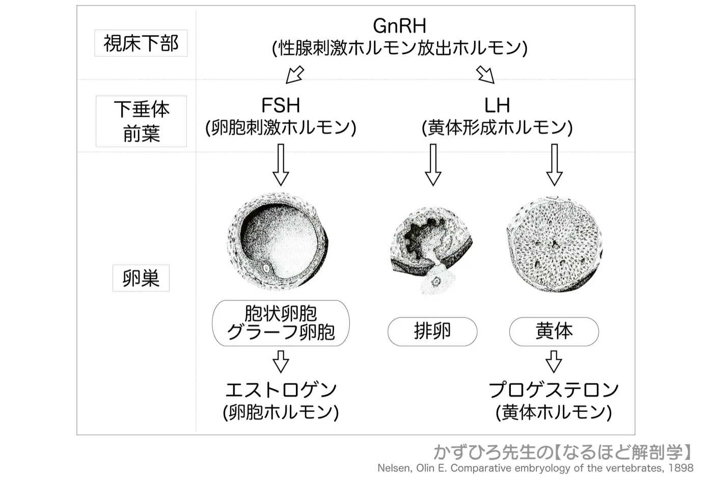 卵巣のホルモン分泌
