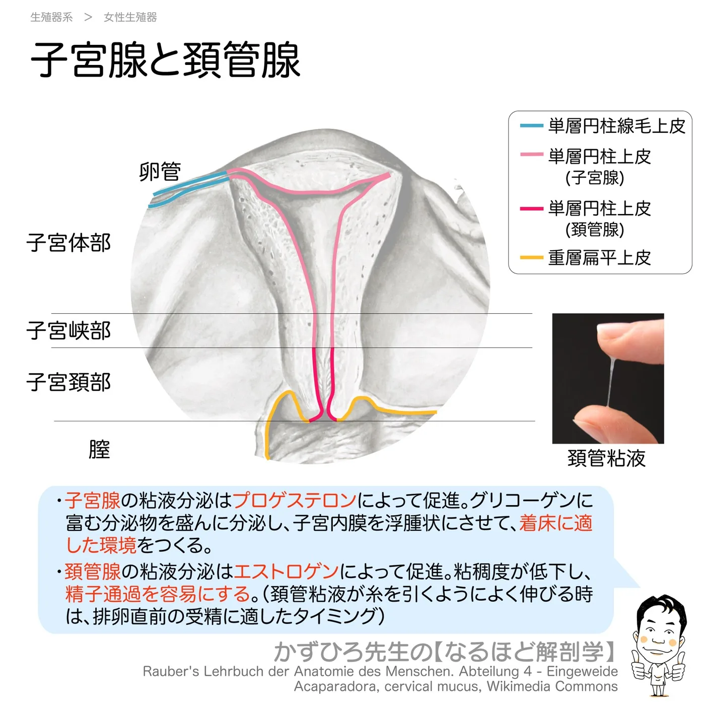 子宮腺と頚管腺