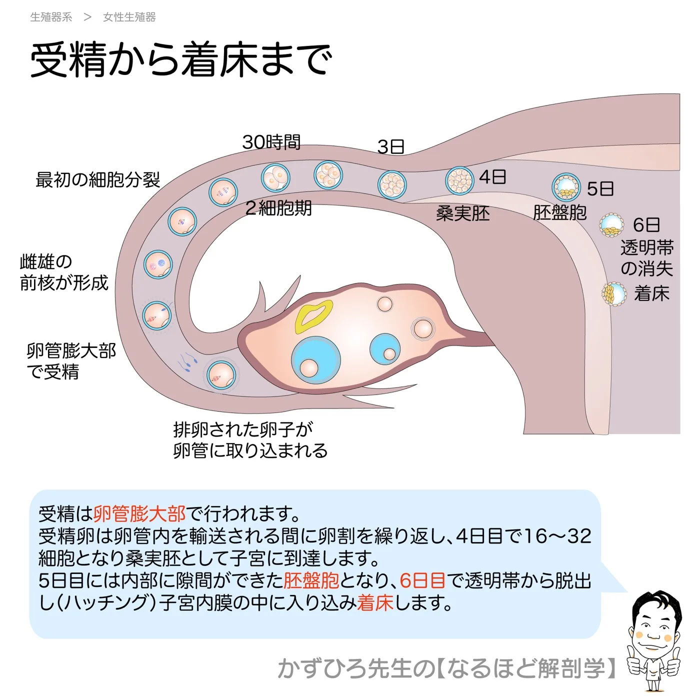 受精卵の移動過程