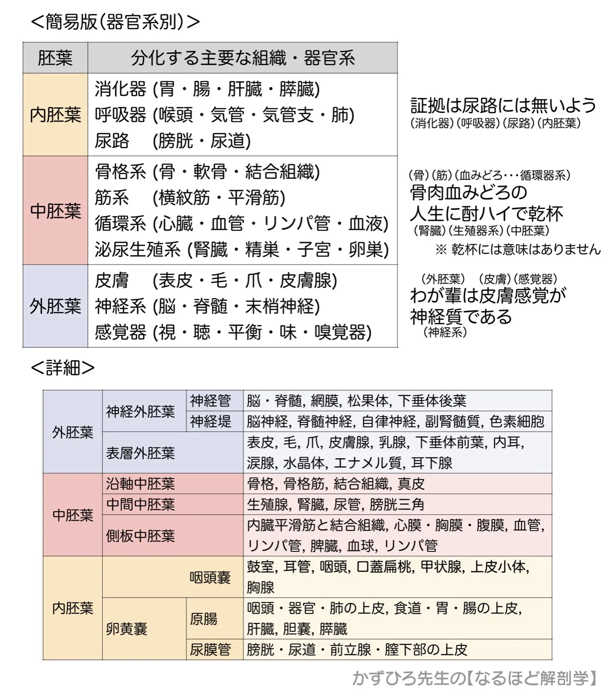 三胚葉から分化する器官-詳細・簡易：