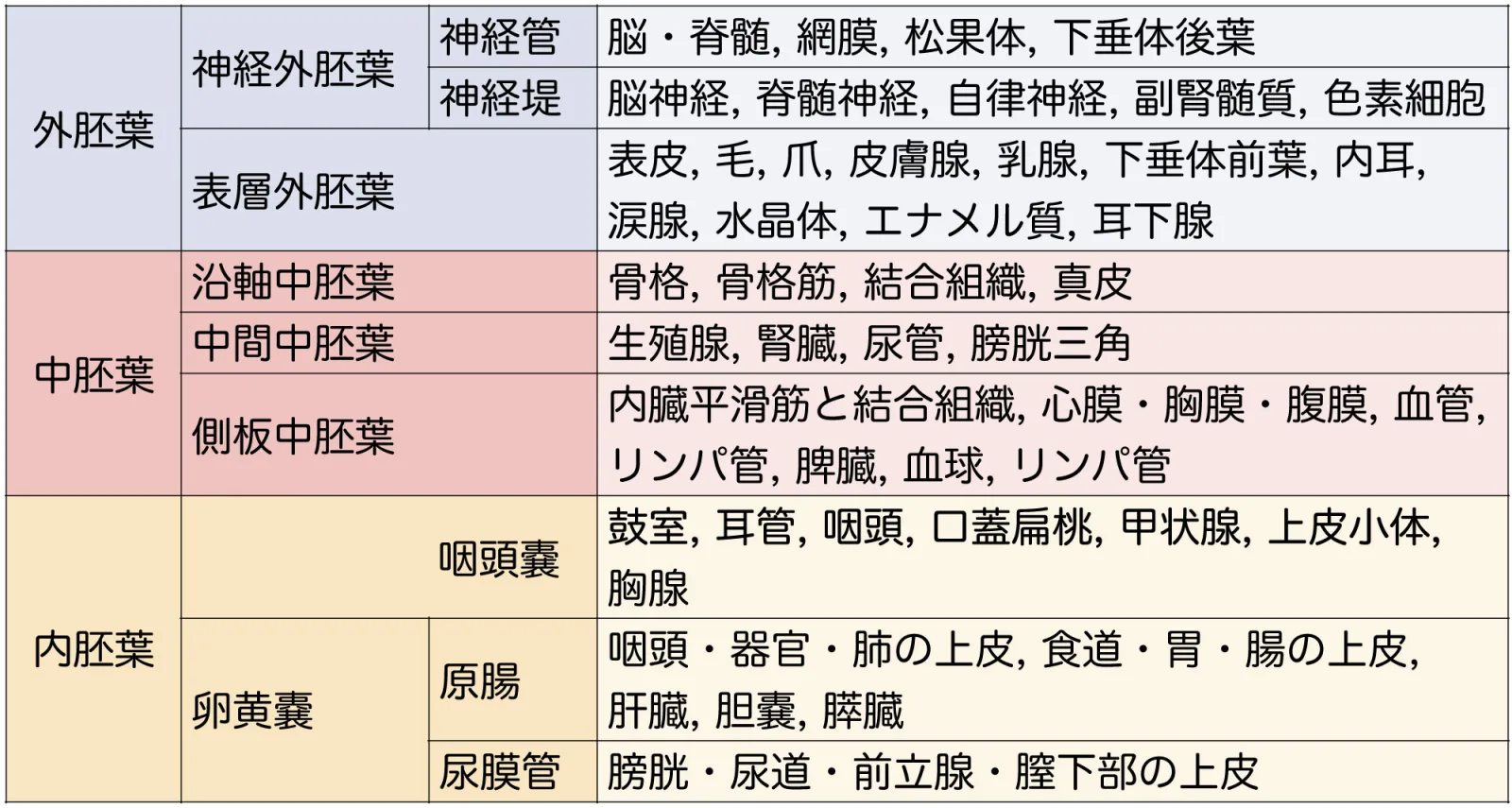 三胚葉から形成される主な器官（詳細）