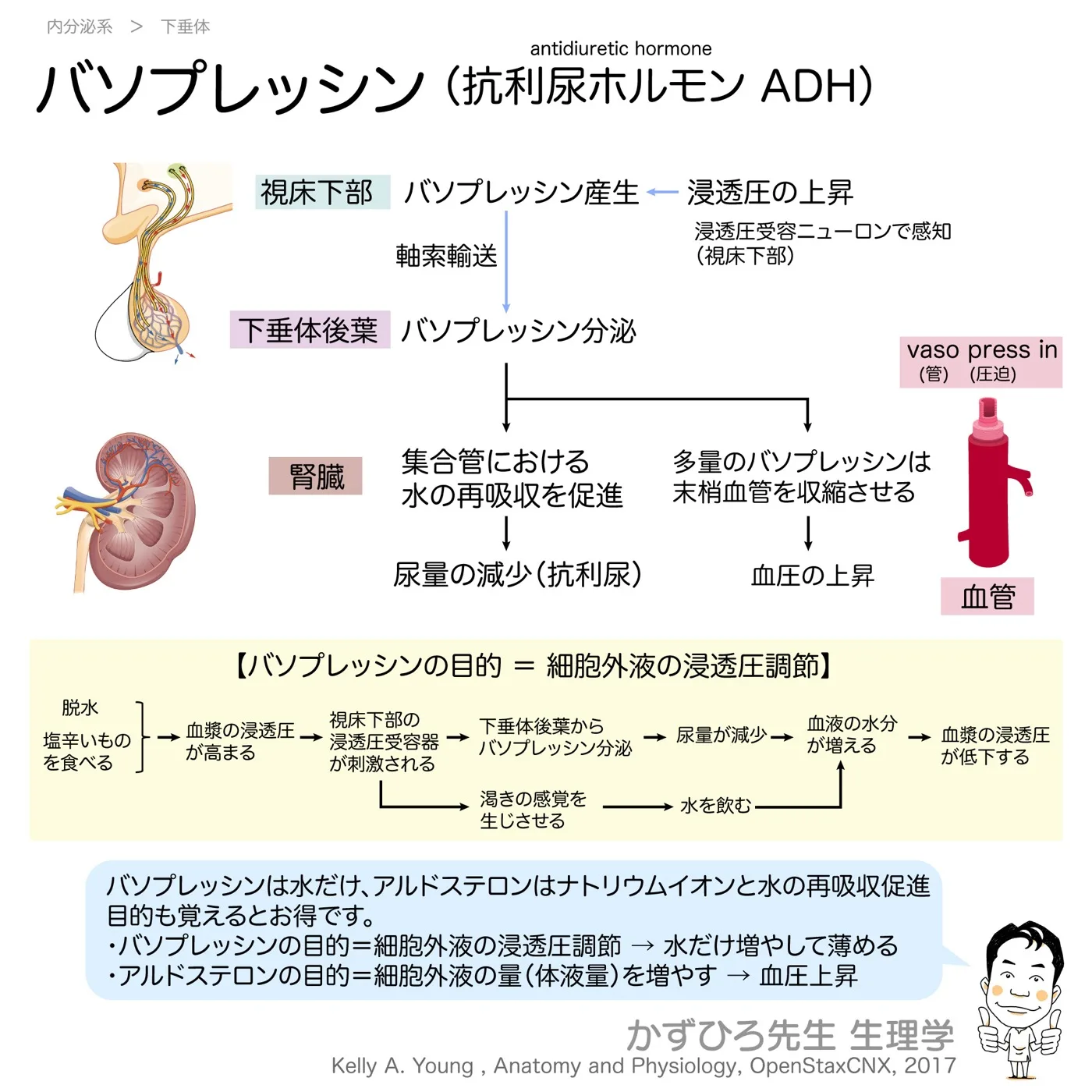 内分泌系-バソプレッシン（抗利尿ホルモン-ADH）