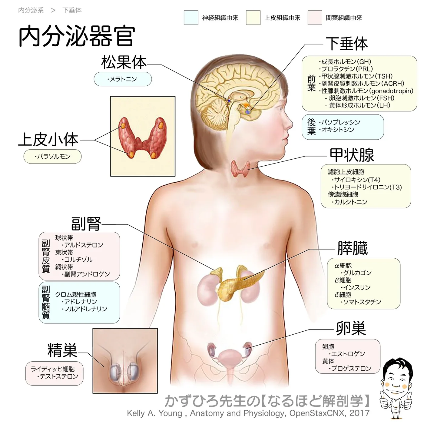 内分泌系-内分泌器官
