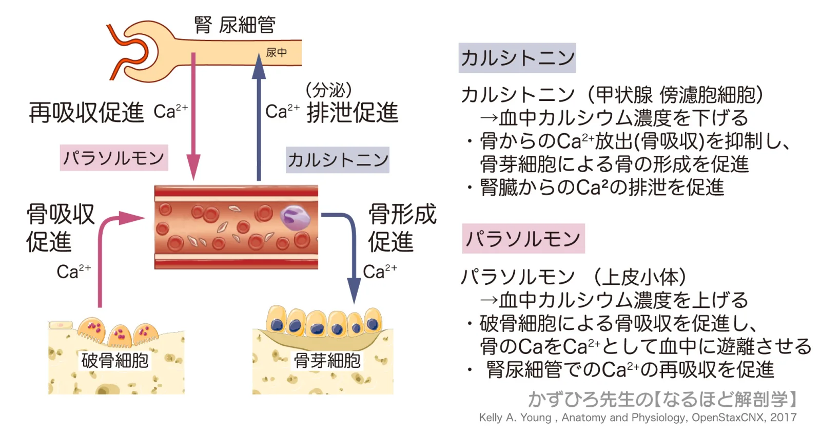 カルシトニン・パラソルモンの作用
