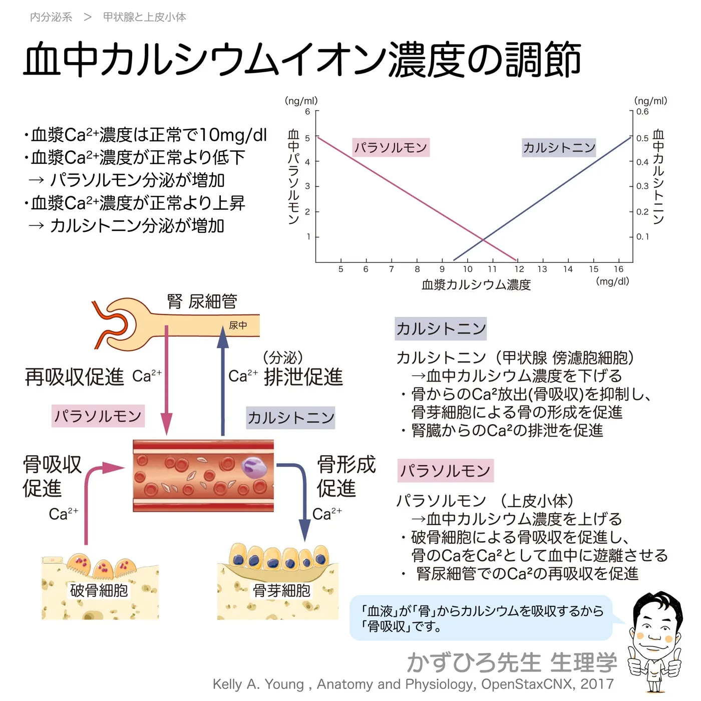 内分泌系-血中カルシウムイオン濃度の調節