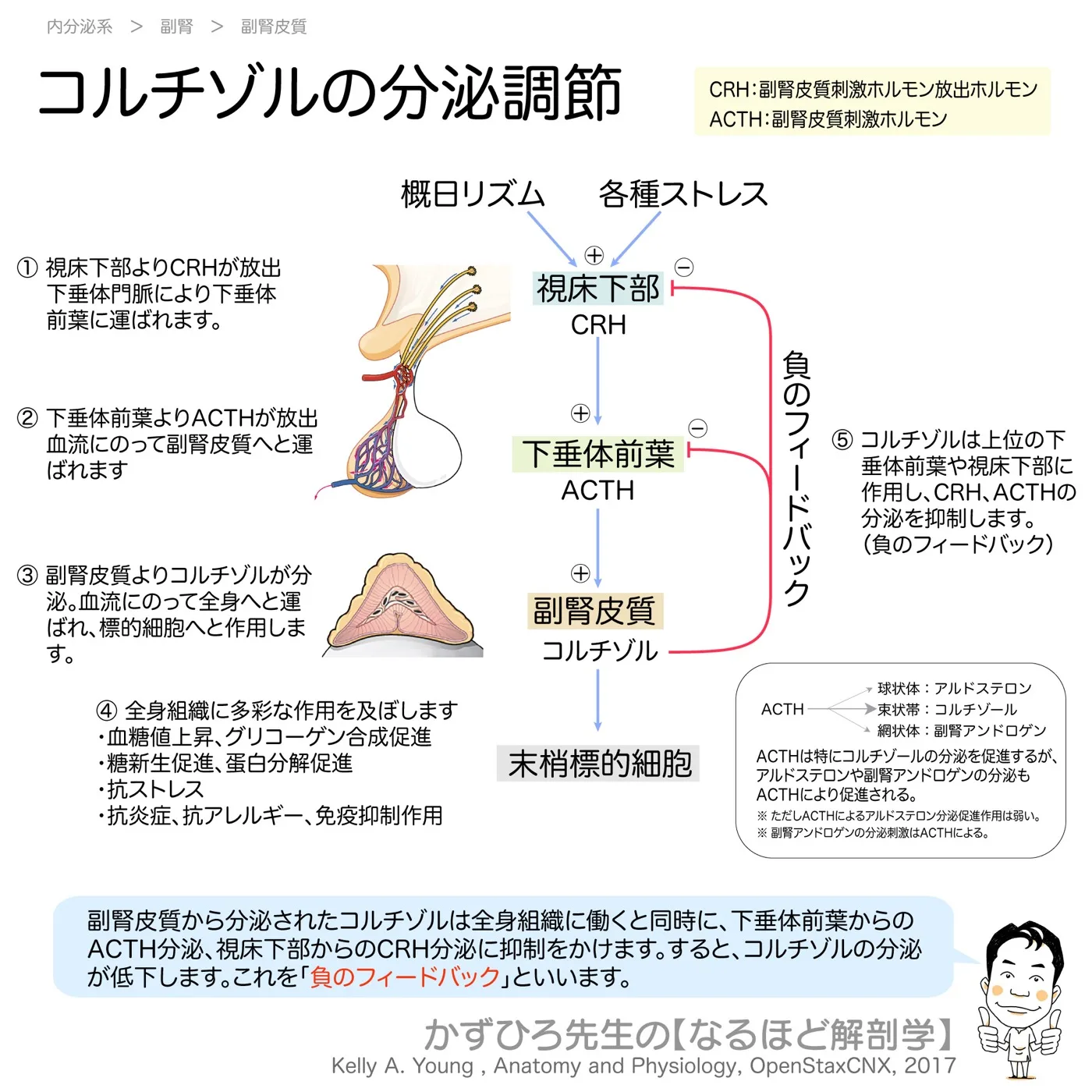 内分泌系-コルチゾルの分泌調節
