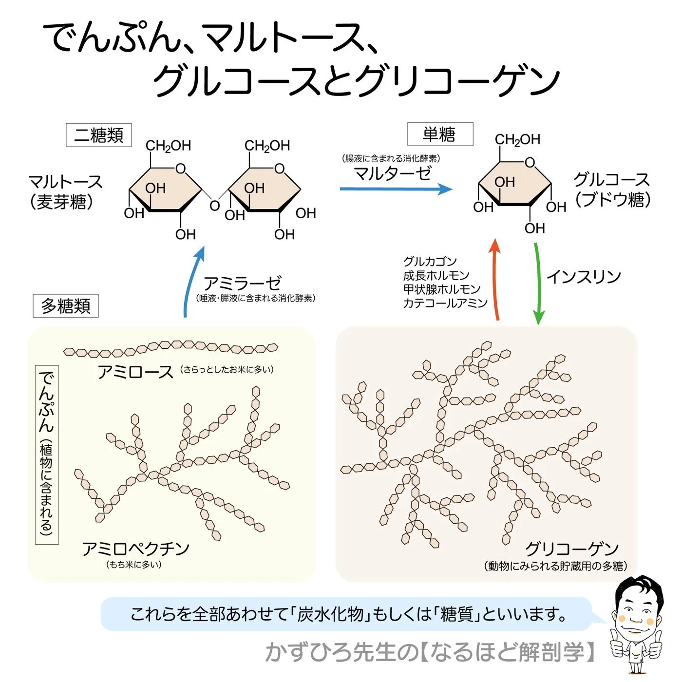 グルコース、マルトース、アミロース、アミロペクチン、グリコーゲン：