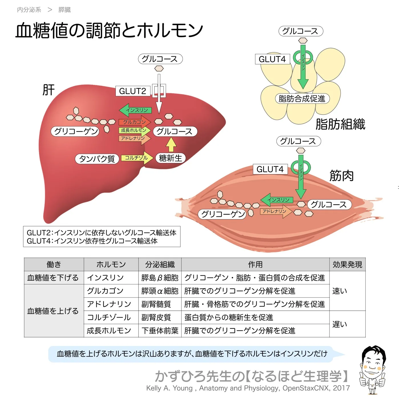 内分泌系-血糖値の調節・ホルモン