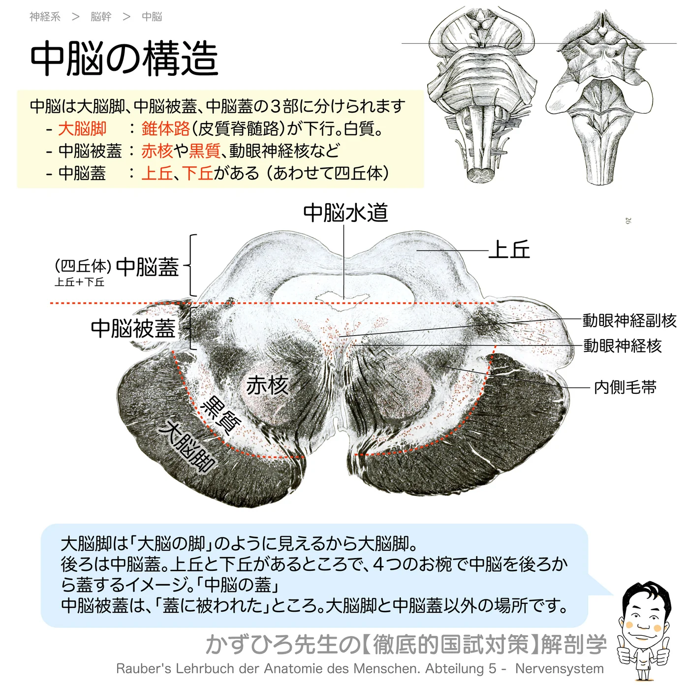 中脳の構造
