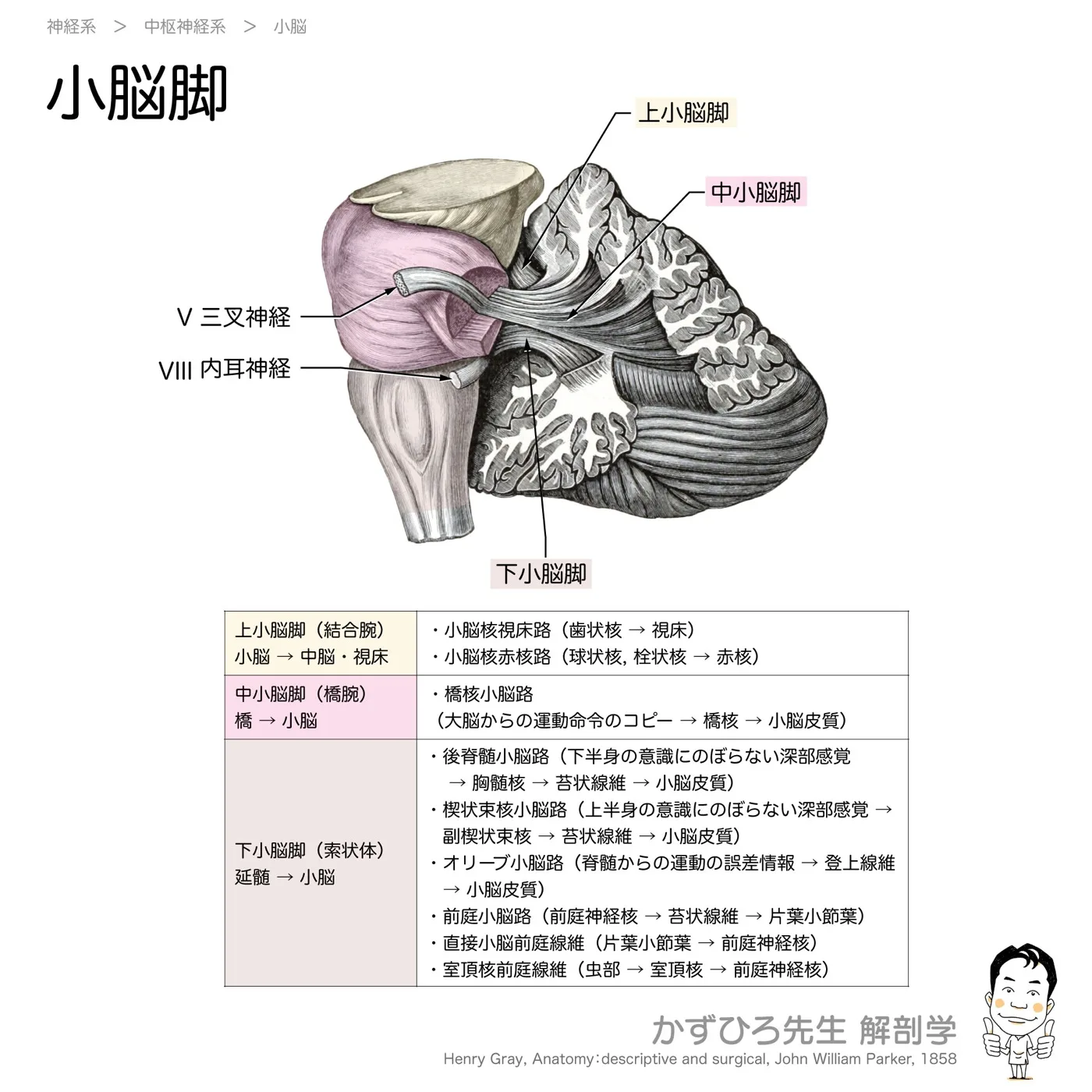 小脳脚
