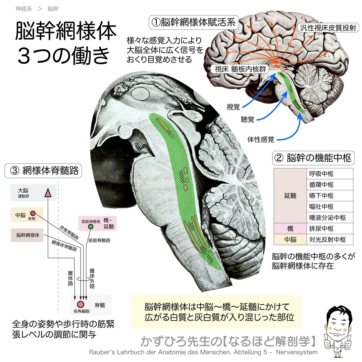 神経系-脳幹網様体-各種機能中枢