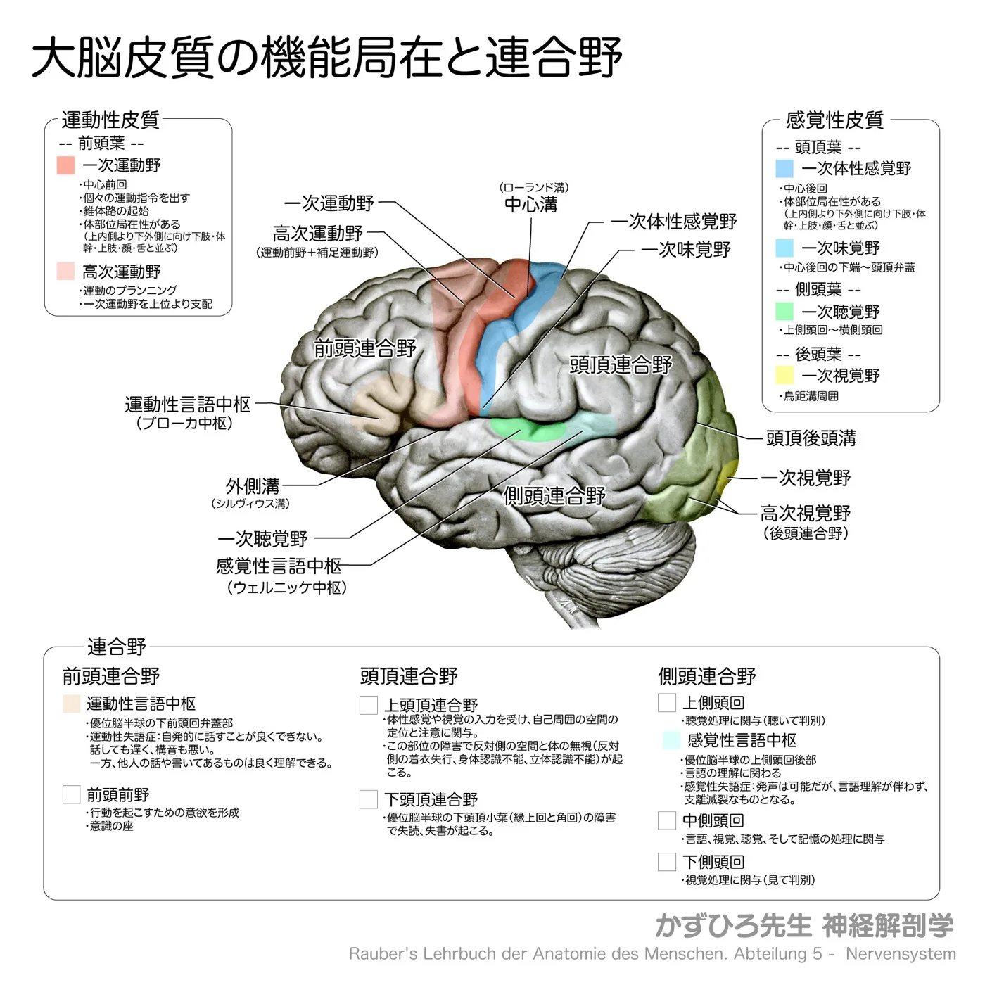 神経系-大脳皮質の機能局在