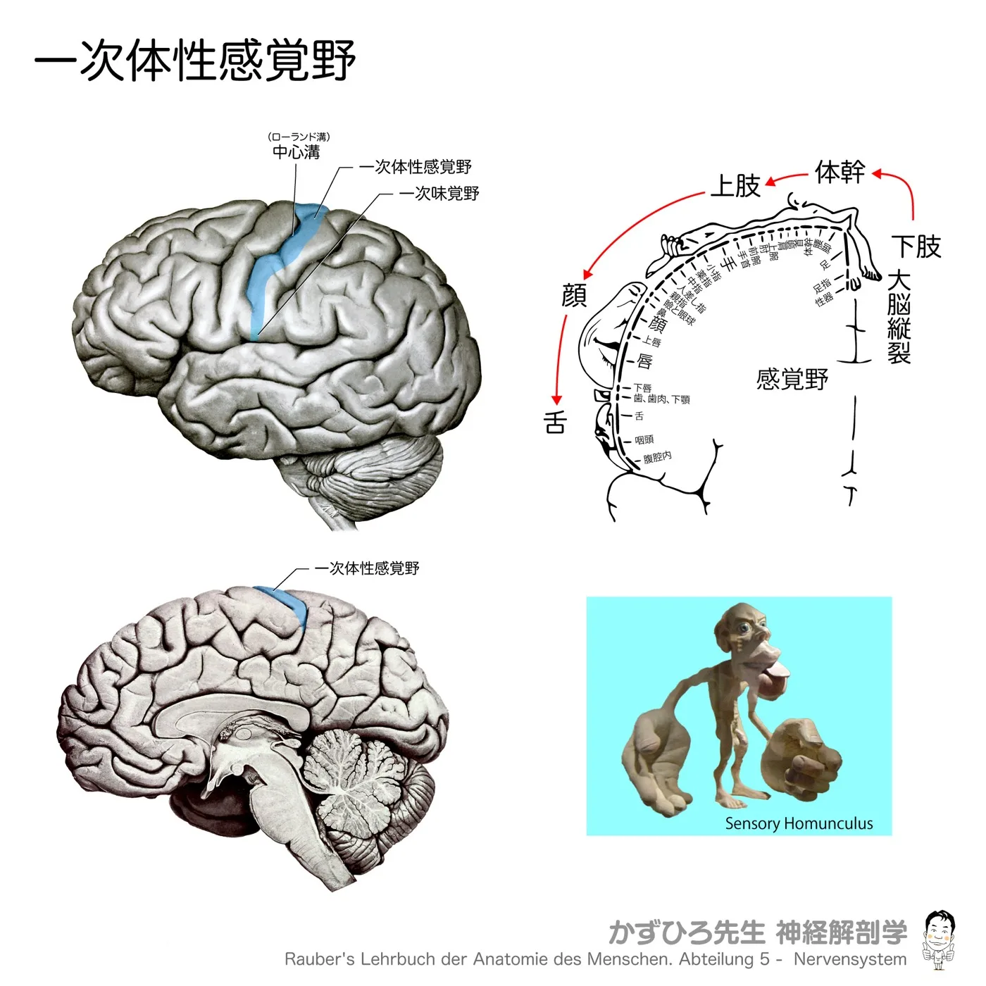 大脳-一次体性感覚野