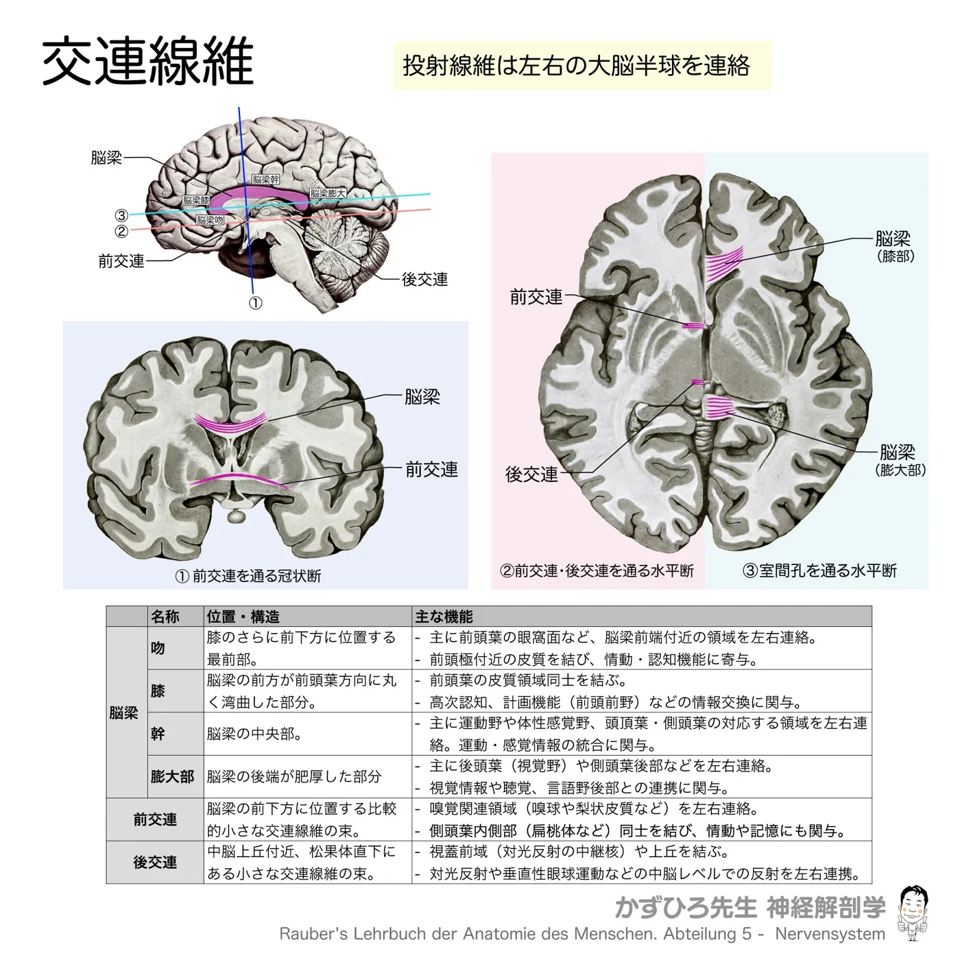 大脳白質-交連線維