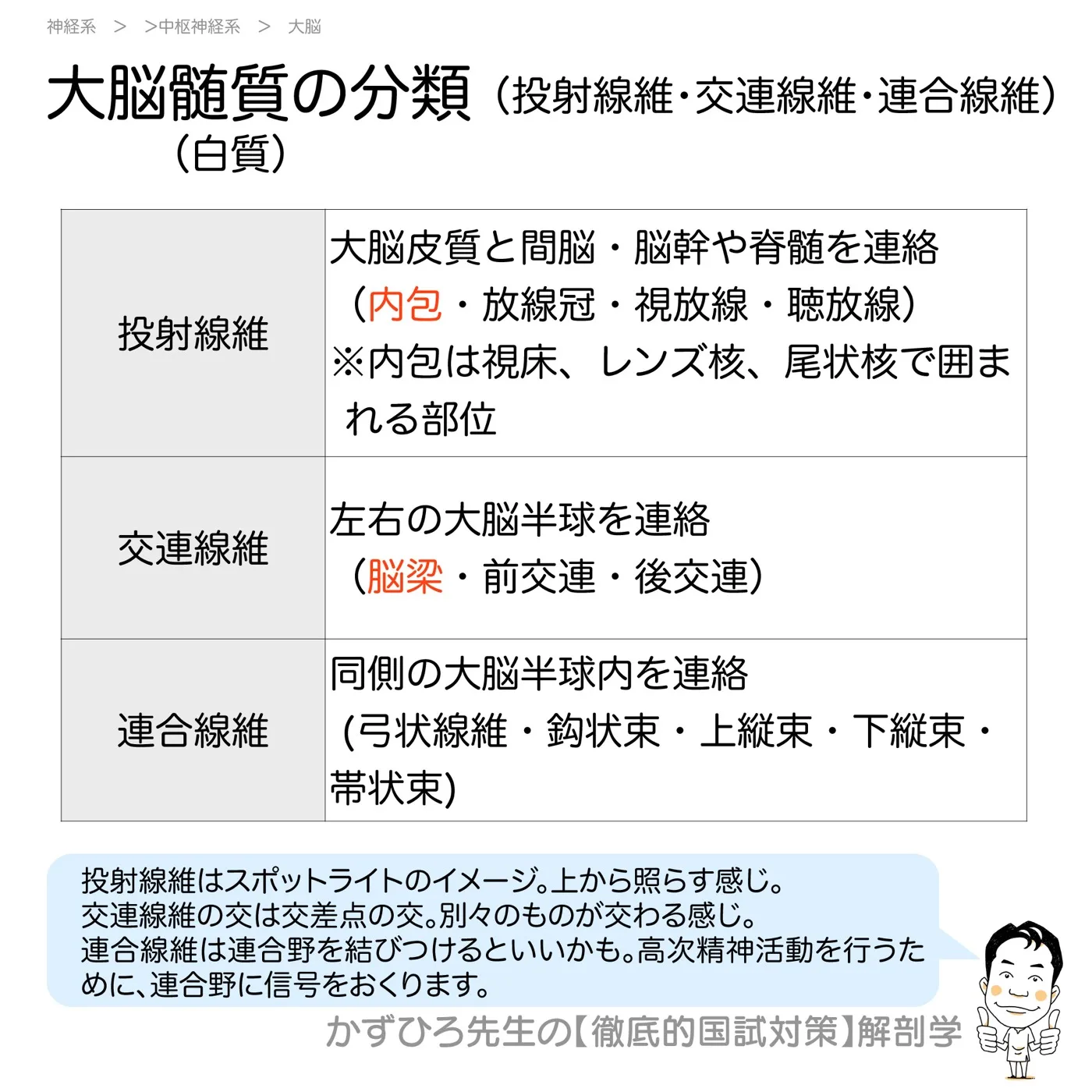 神経系-大脳白質の分類（投射線維・交連線維・連合線維）：