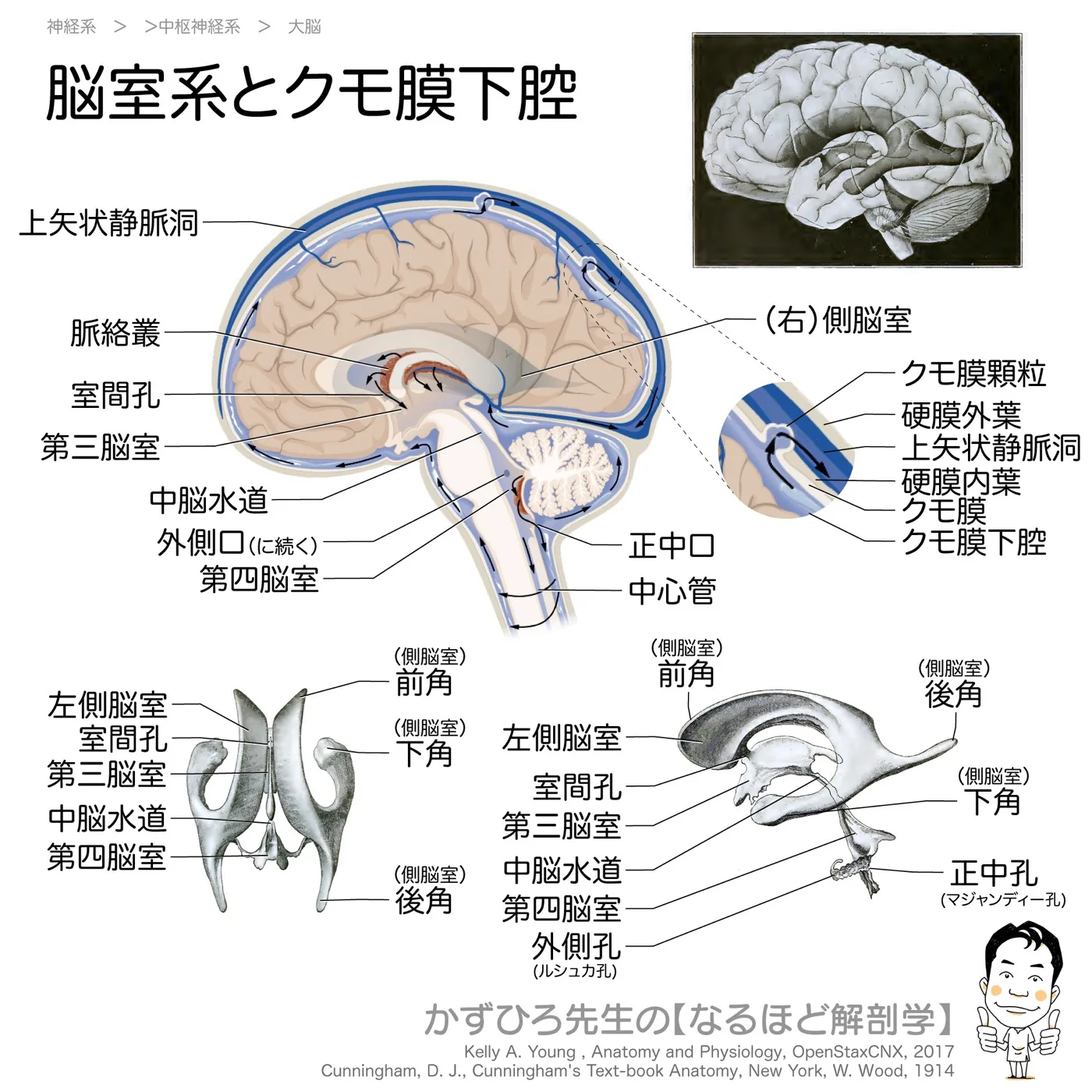 神経系-脳室系とクモ膜下腔