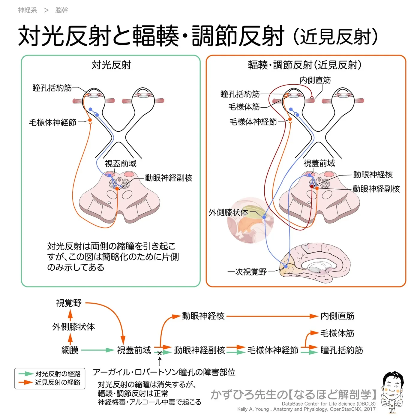 対光反射と輻輳・調節反射