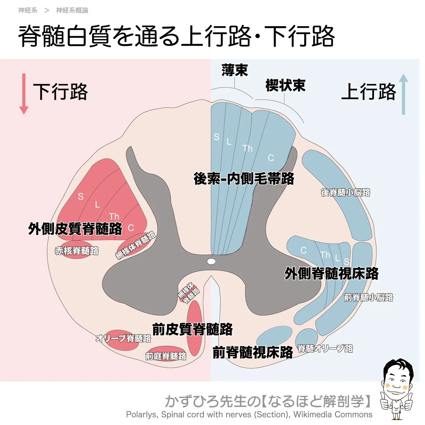 脊髄白質（前索、側索、後索）-上行路、下行路