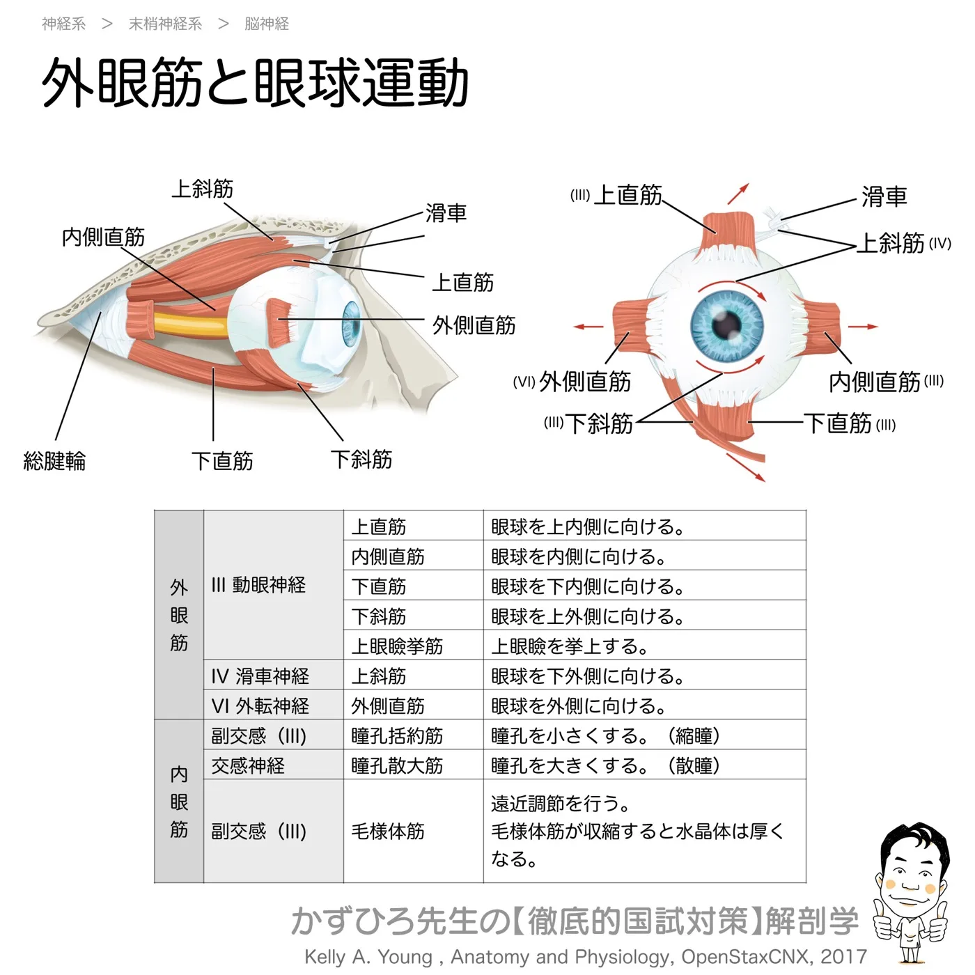 神経系-外眼筋と眼球運動