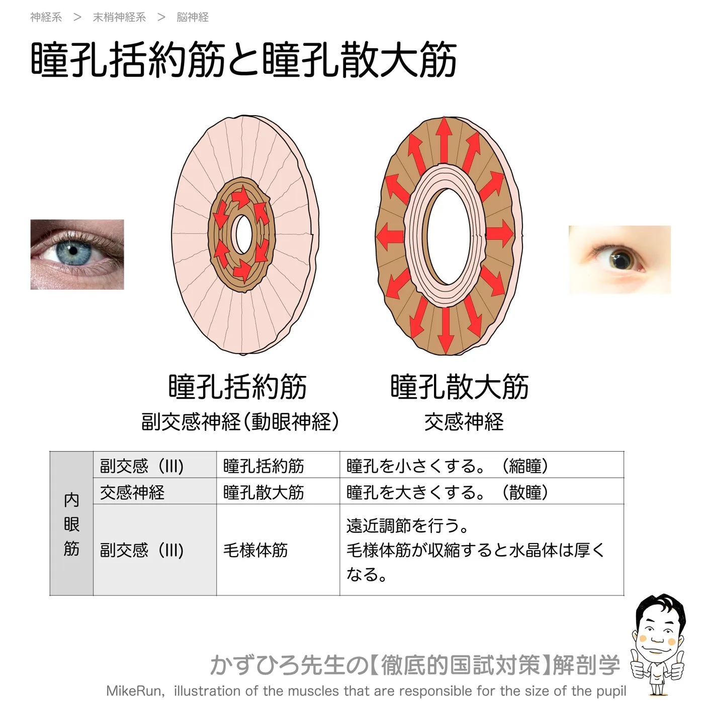 神経系-瞳孔括約筋と瞳孔散大筋