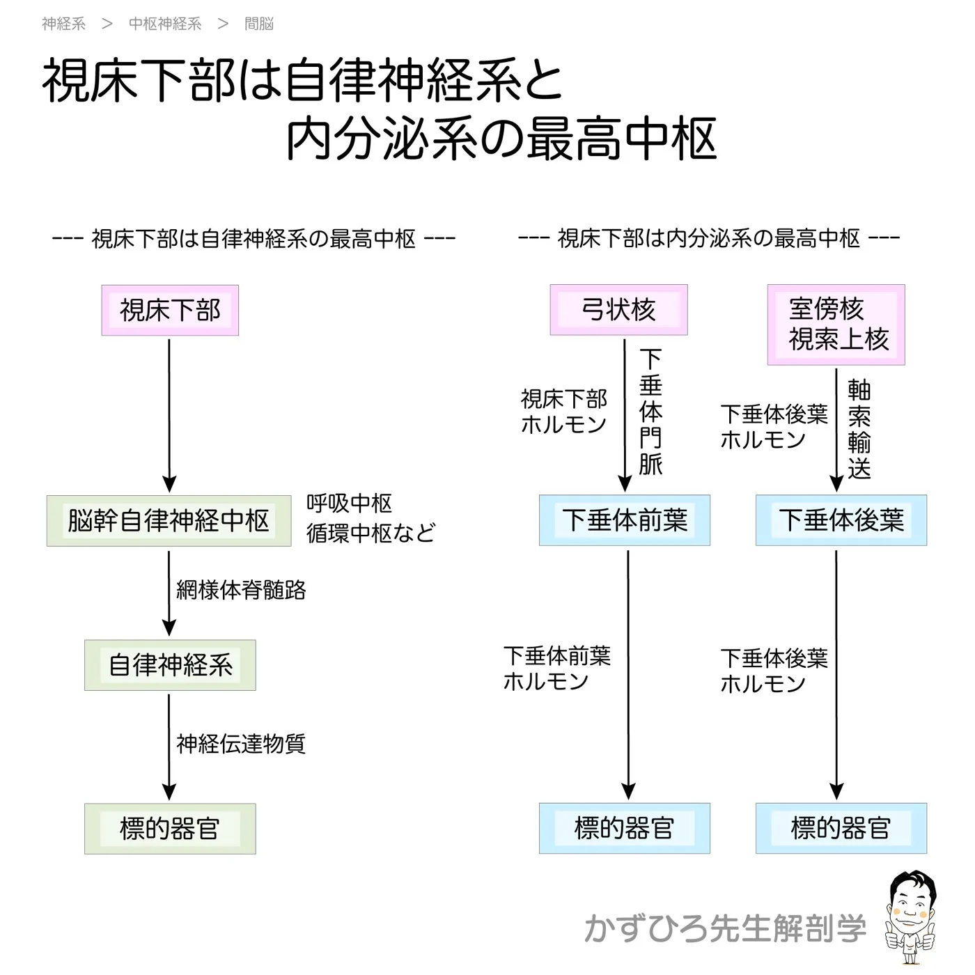 視床下部は自律神経系および内分泌の最高中枢