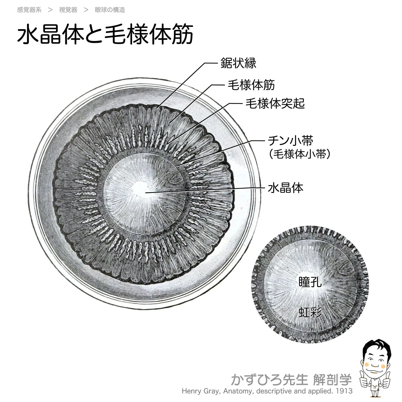 水晶体と毛様体筋