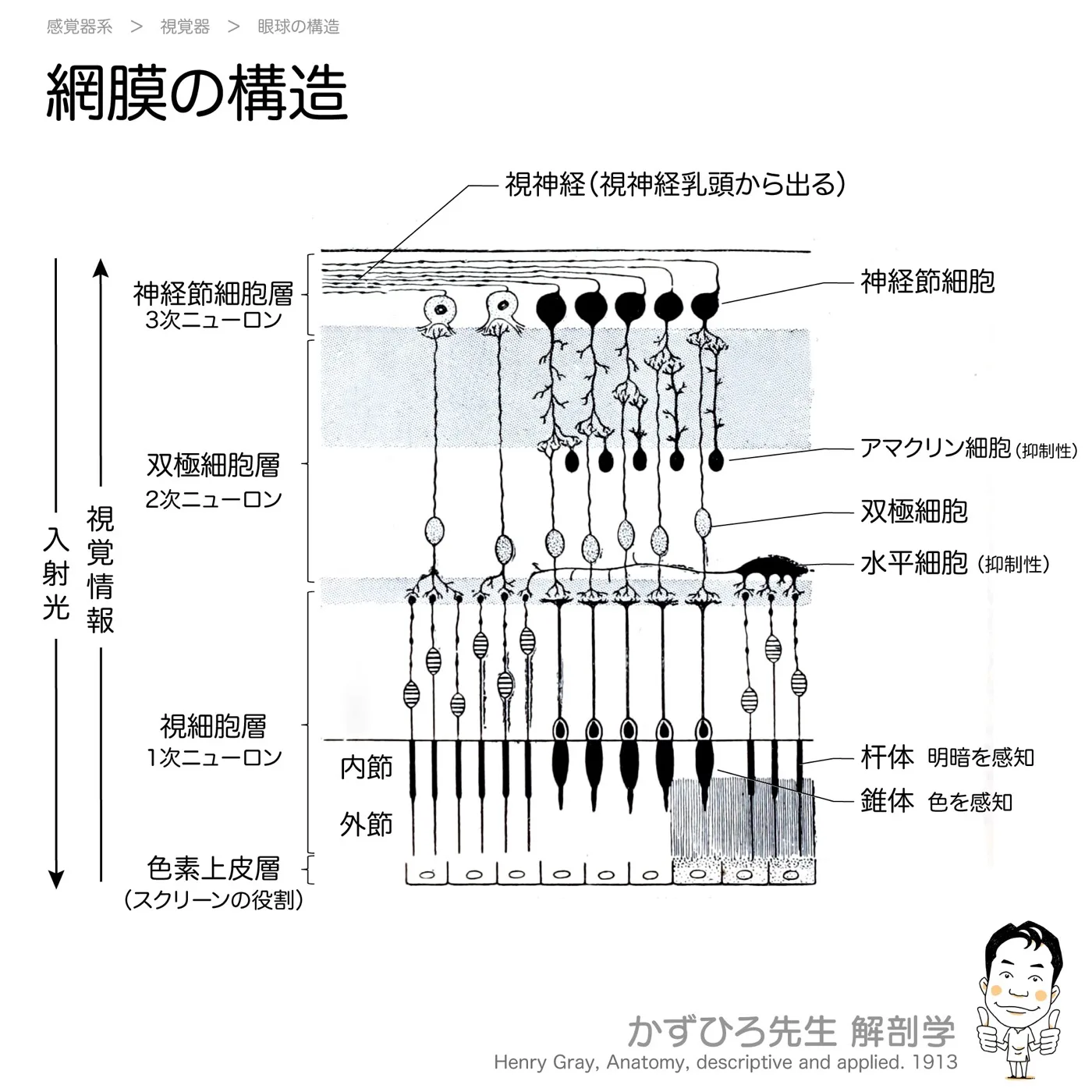 網膜の構造