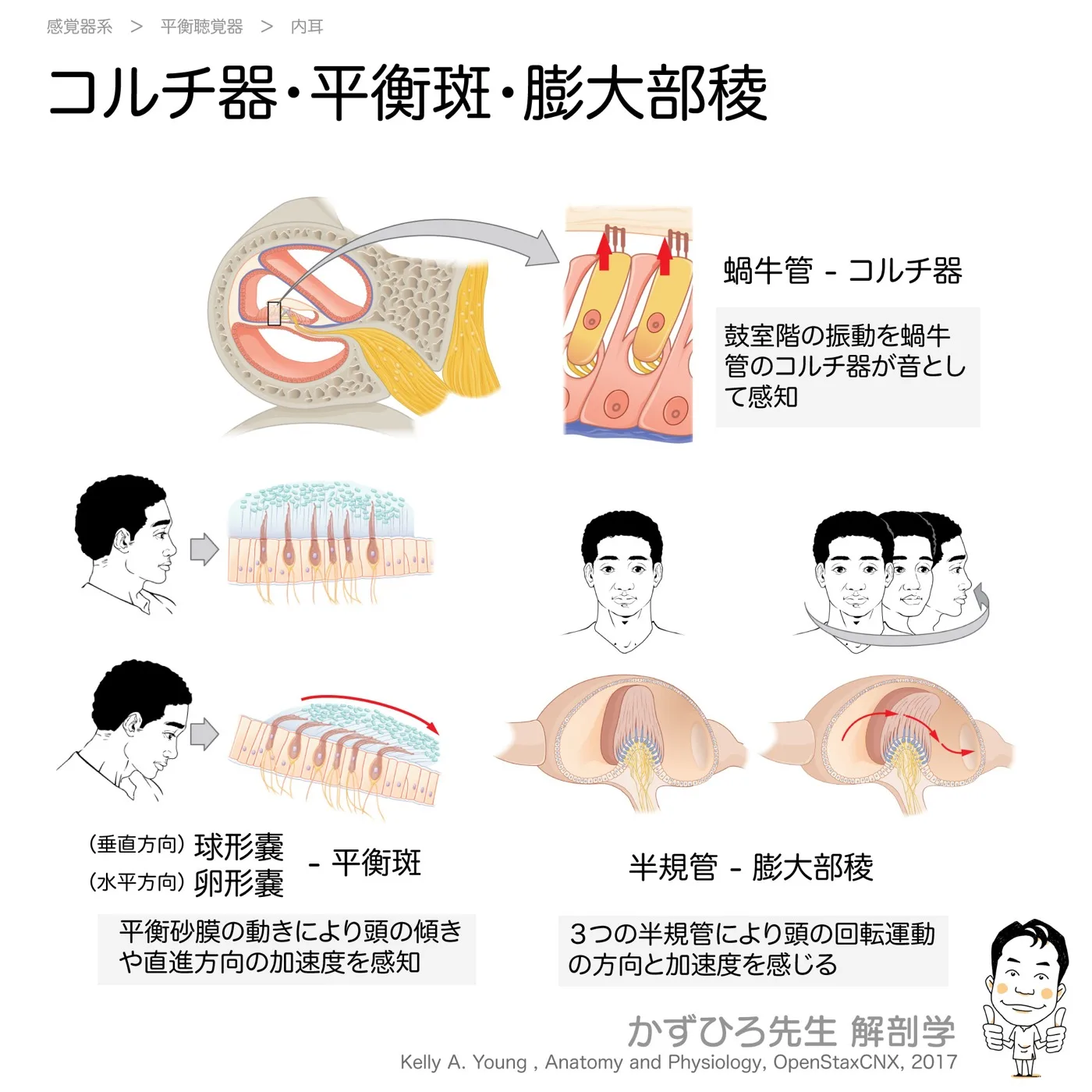 コルチ器・平衡斑・膨大部稜