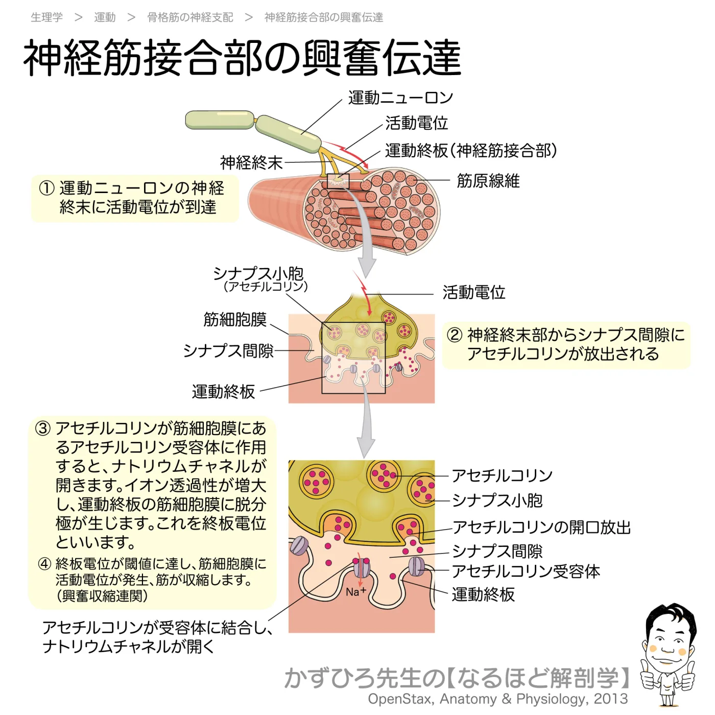神経筋接合部の興奮伝達