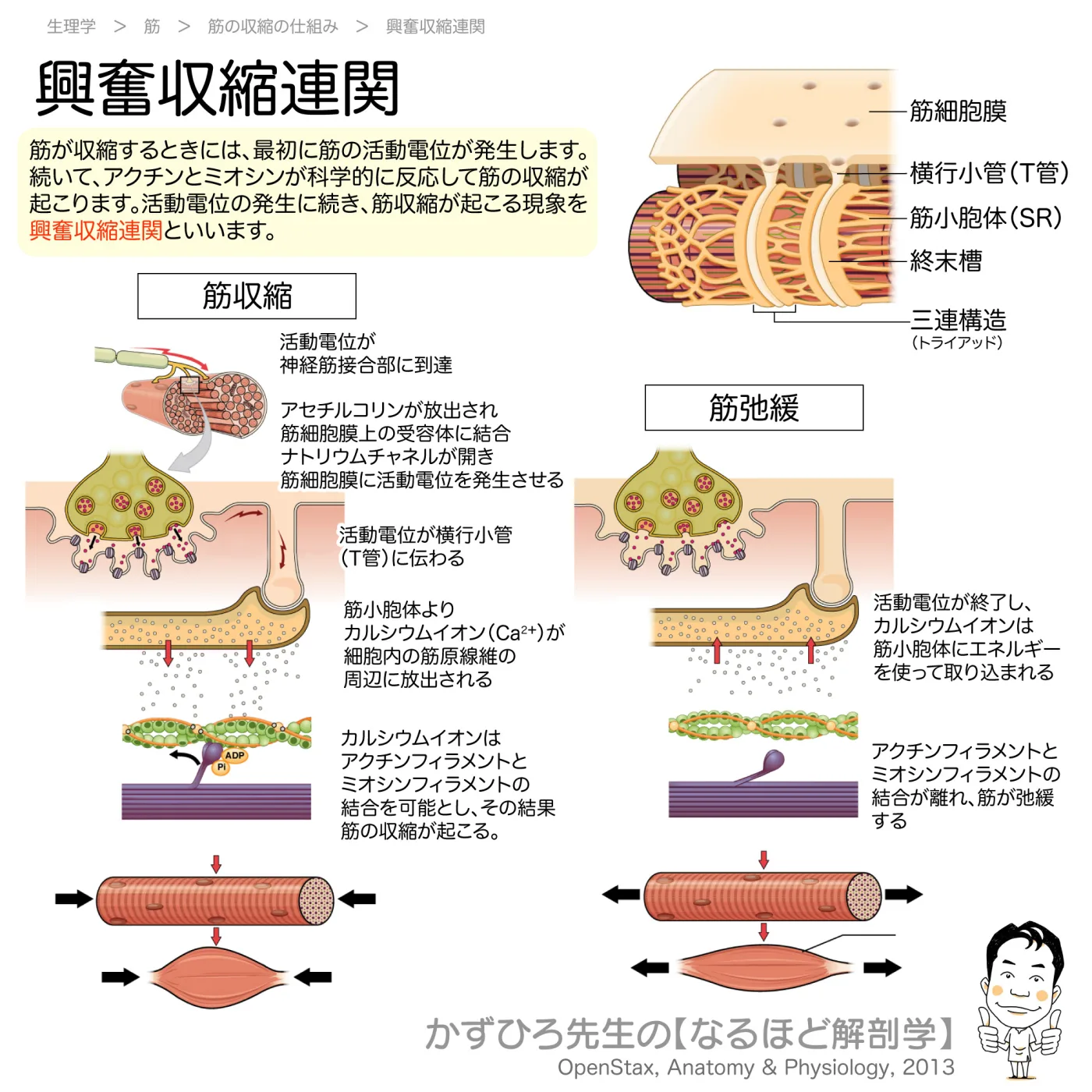 興奮収縮連関