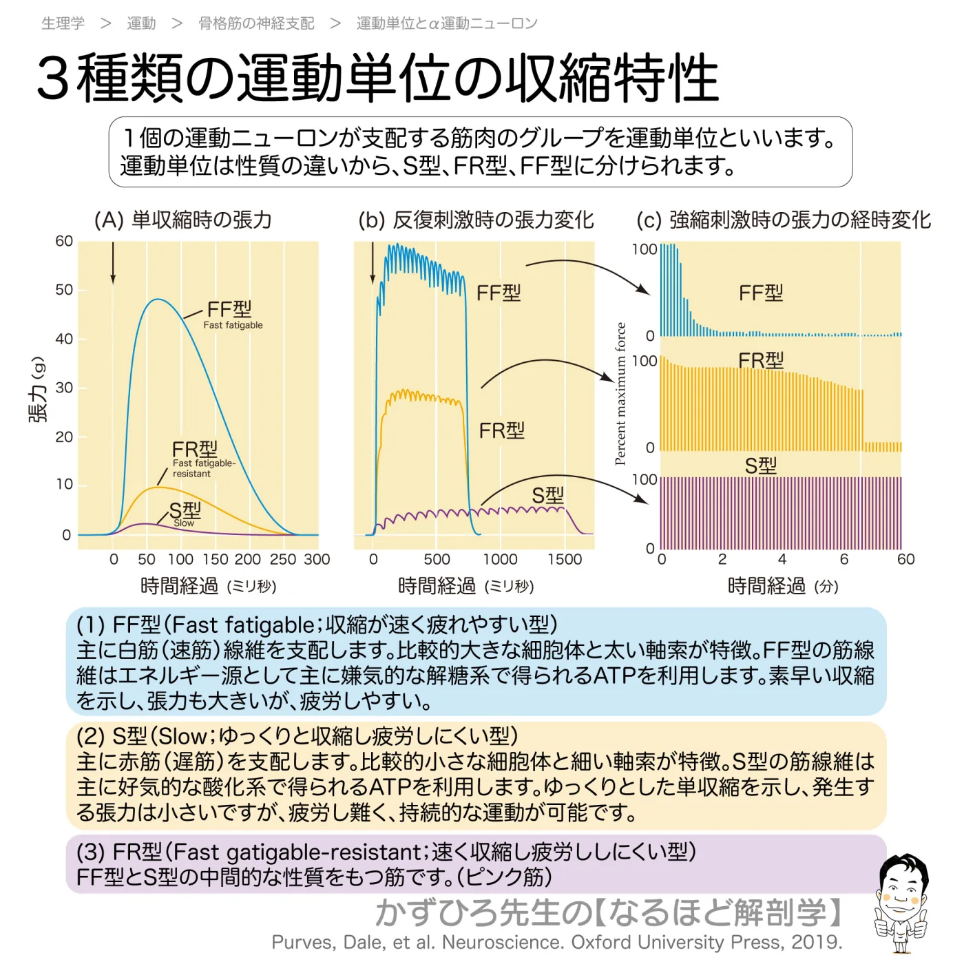 ３種類の運動単位の収縮特性