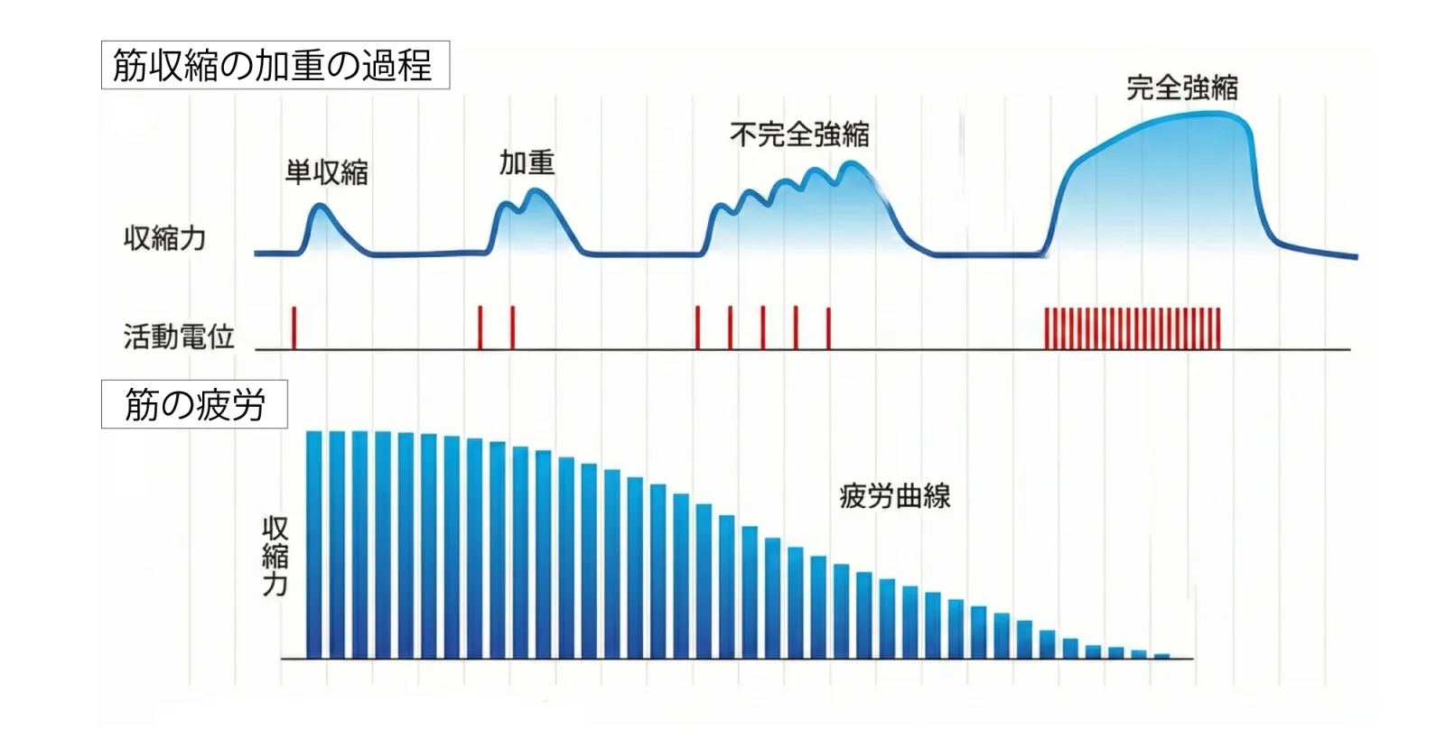 筋収縮の加重・筋の疲労