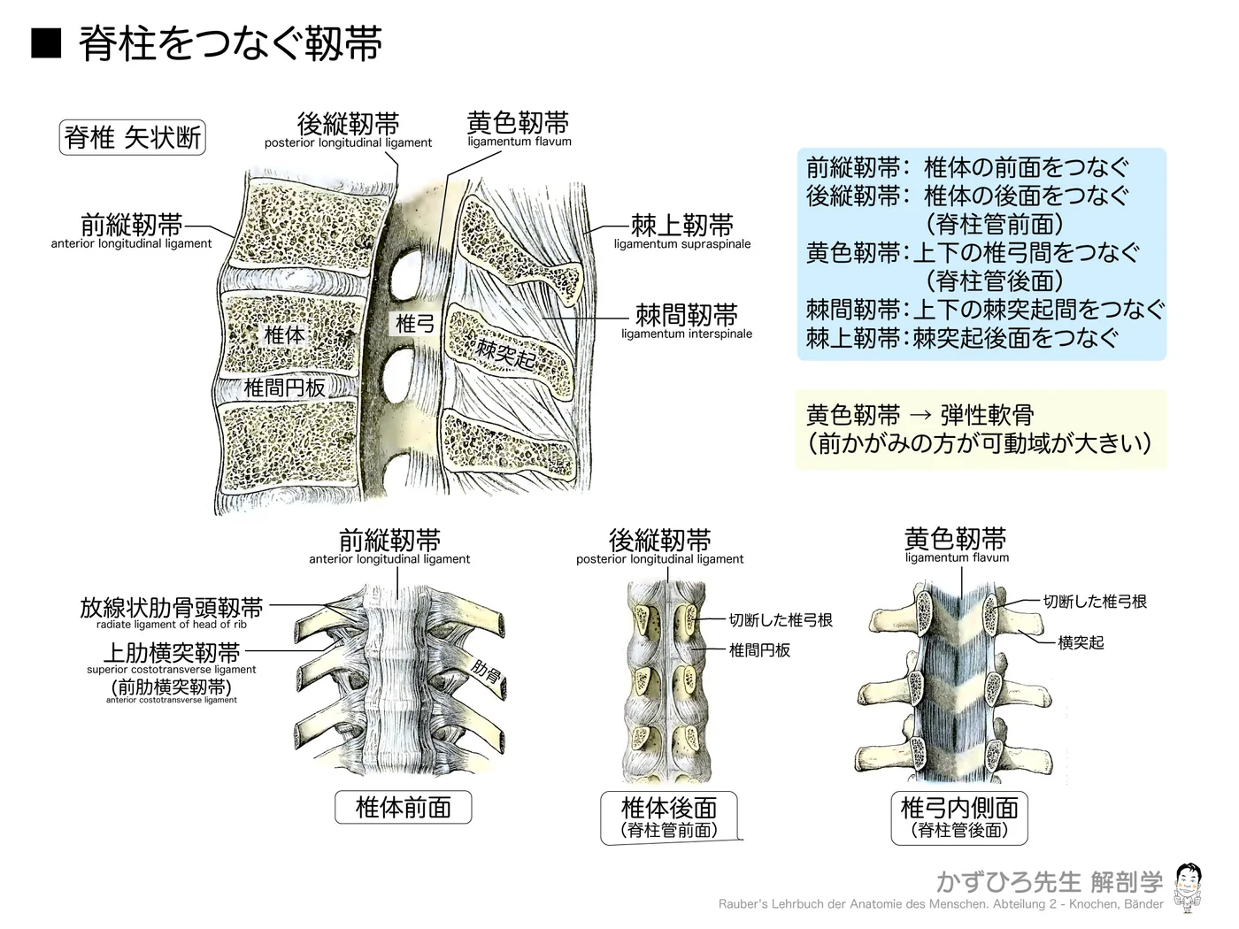 脊柱をつなぐ靱帯