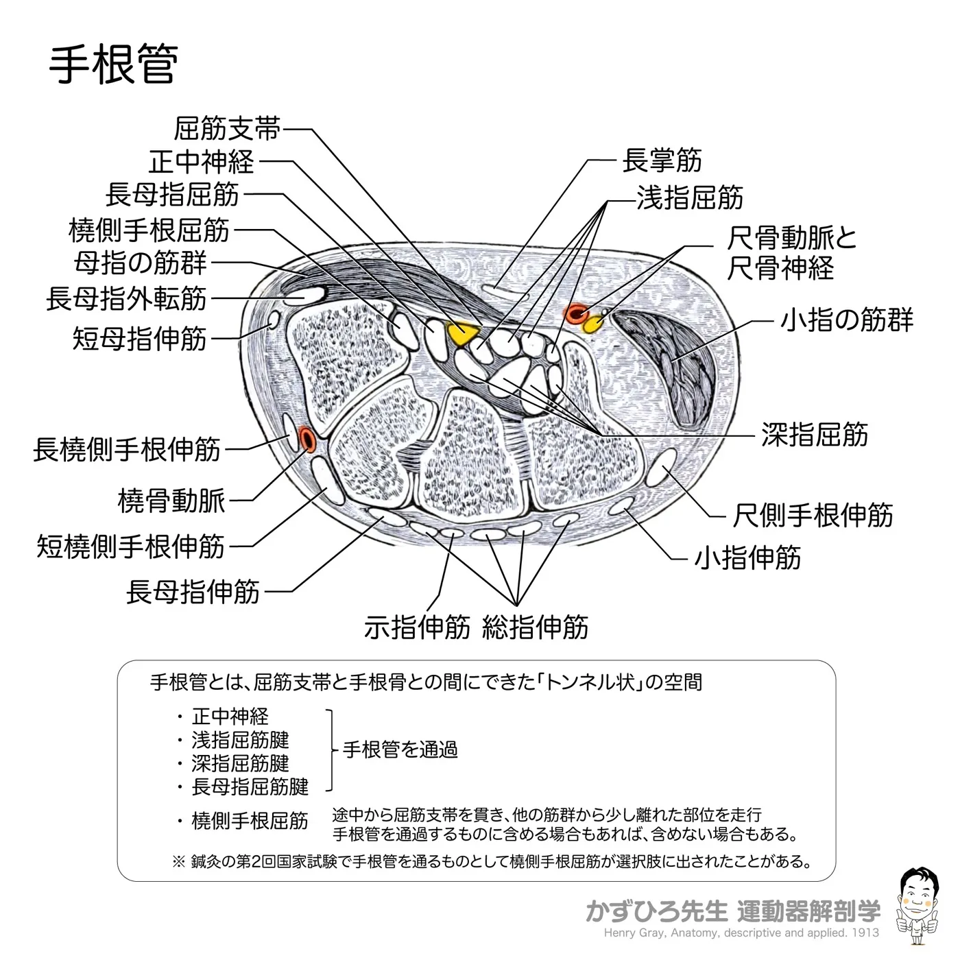 手根管