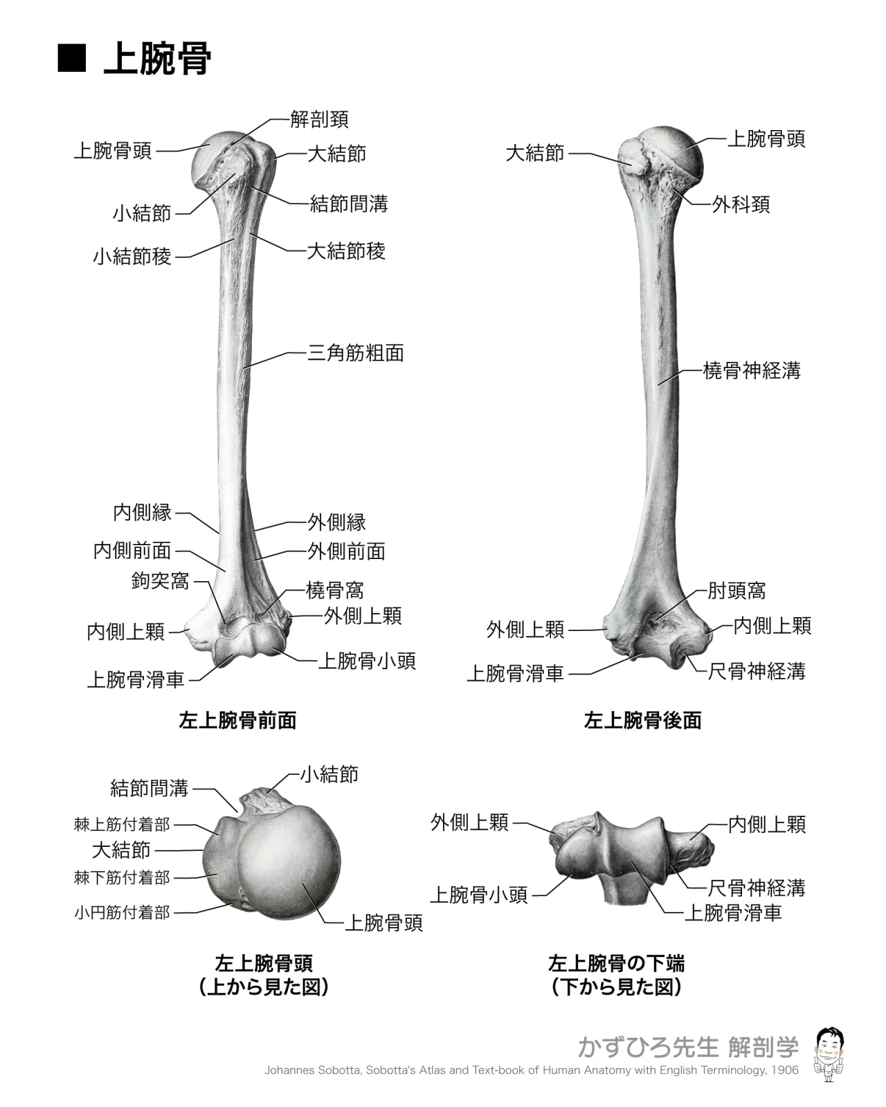 上腕骨