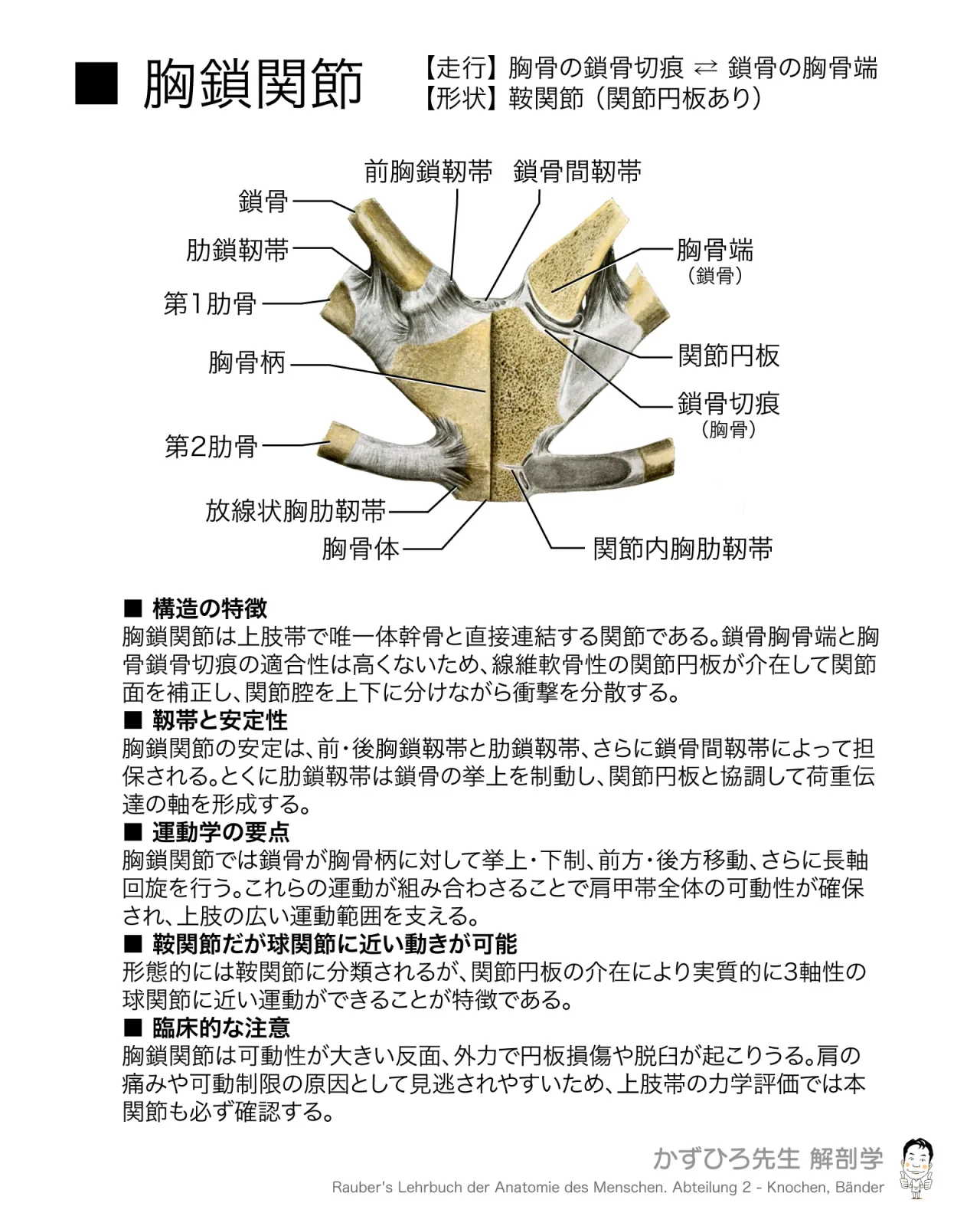 胸鎖関節