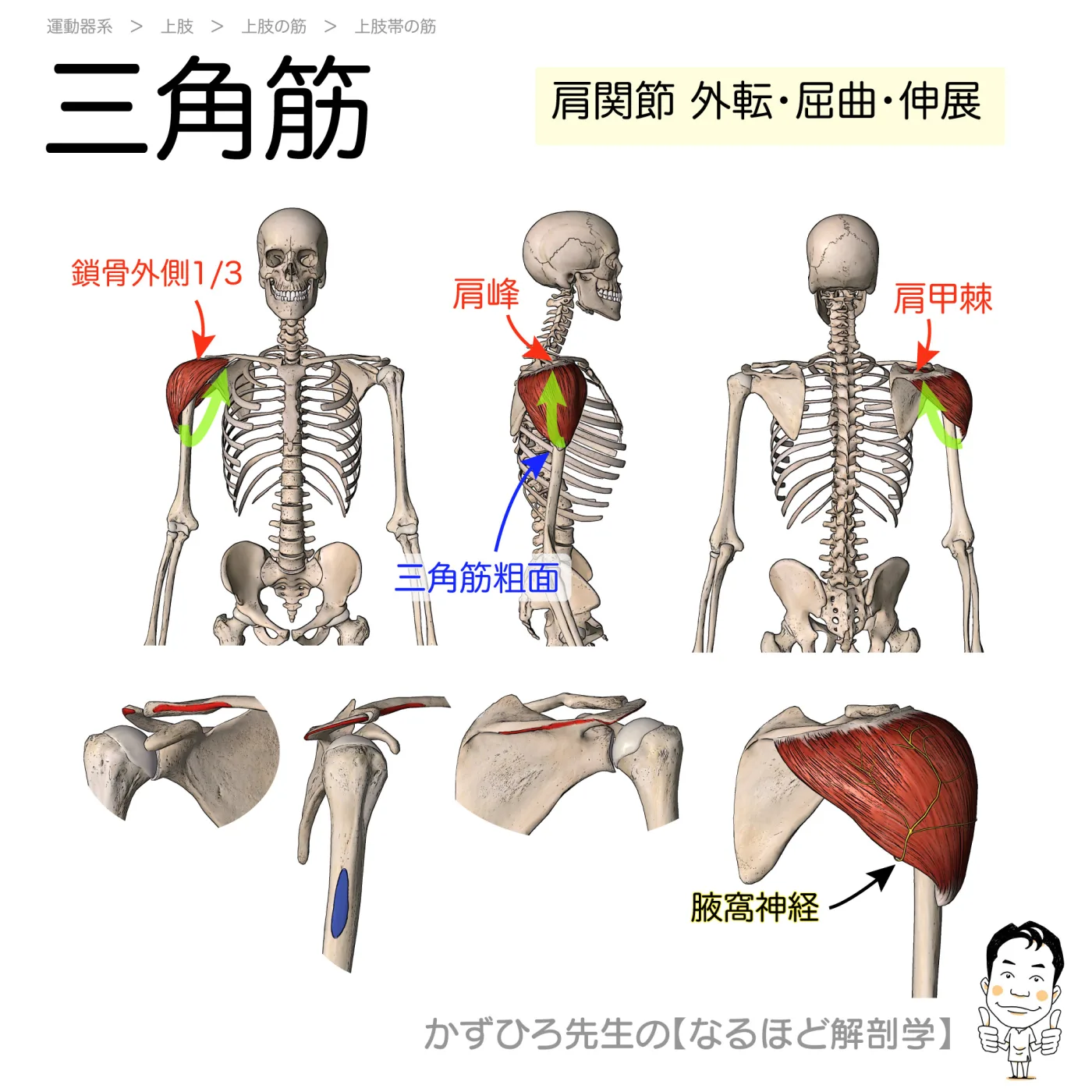 三角筋