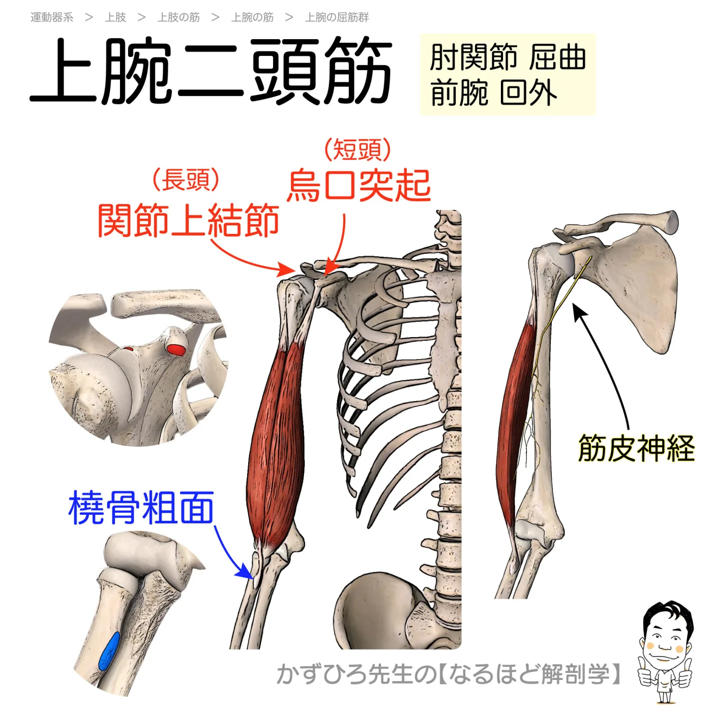 上腕二頭筋
