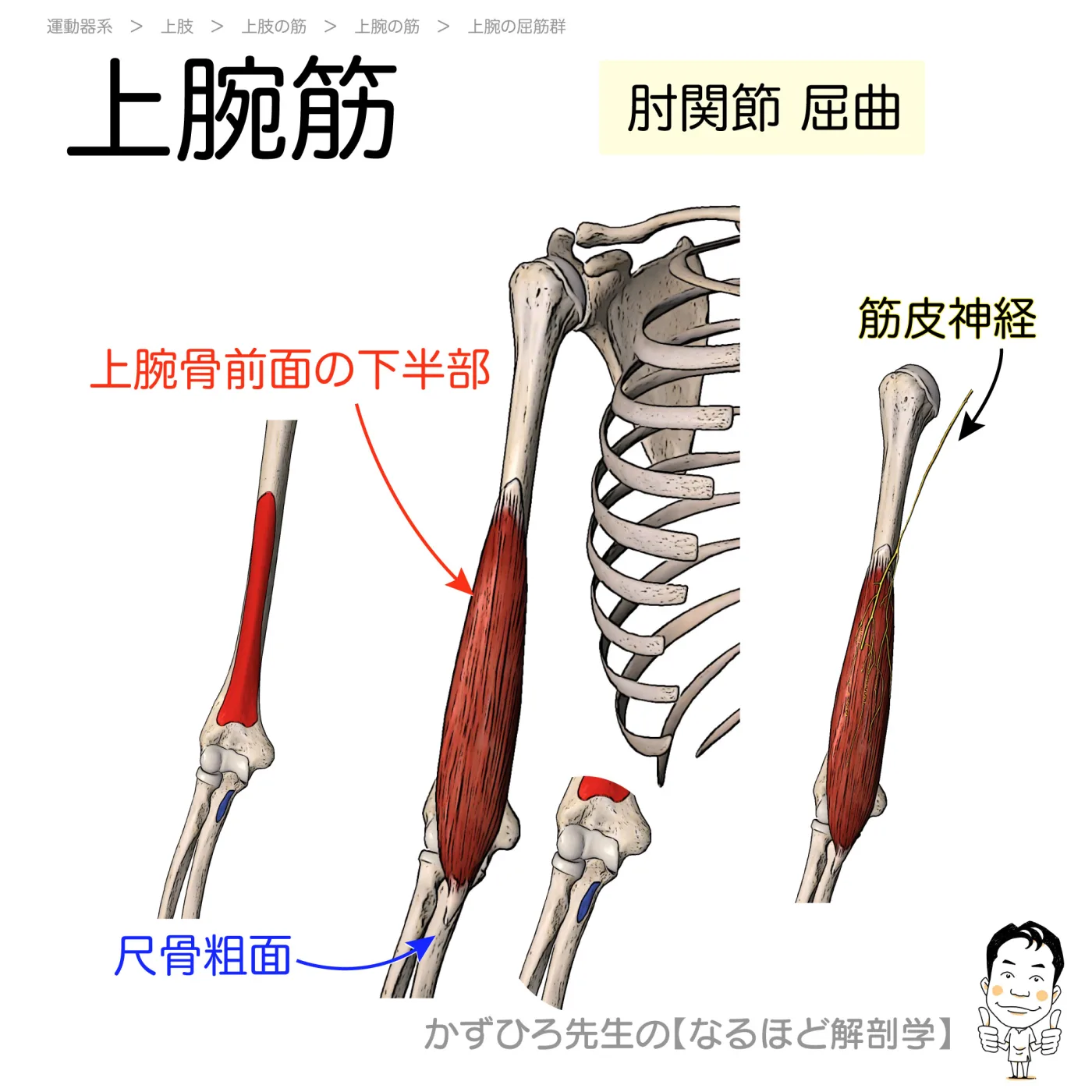 上腕筋