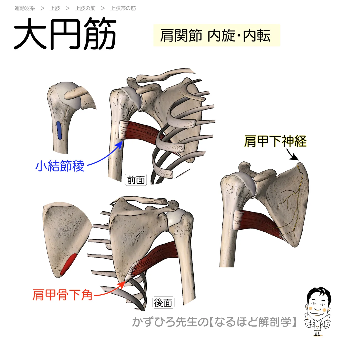大円筋