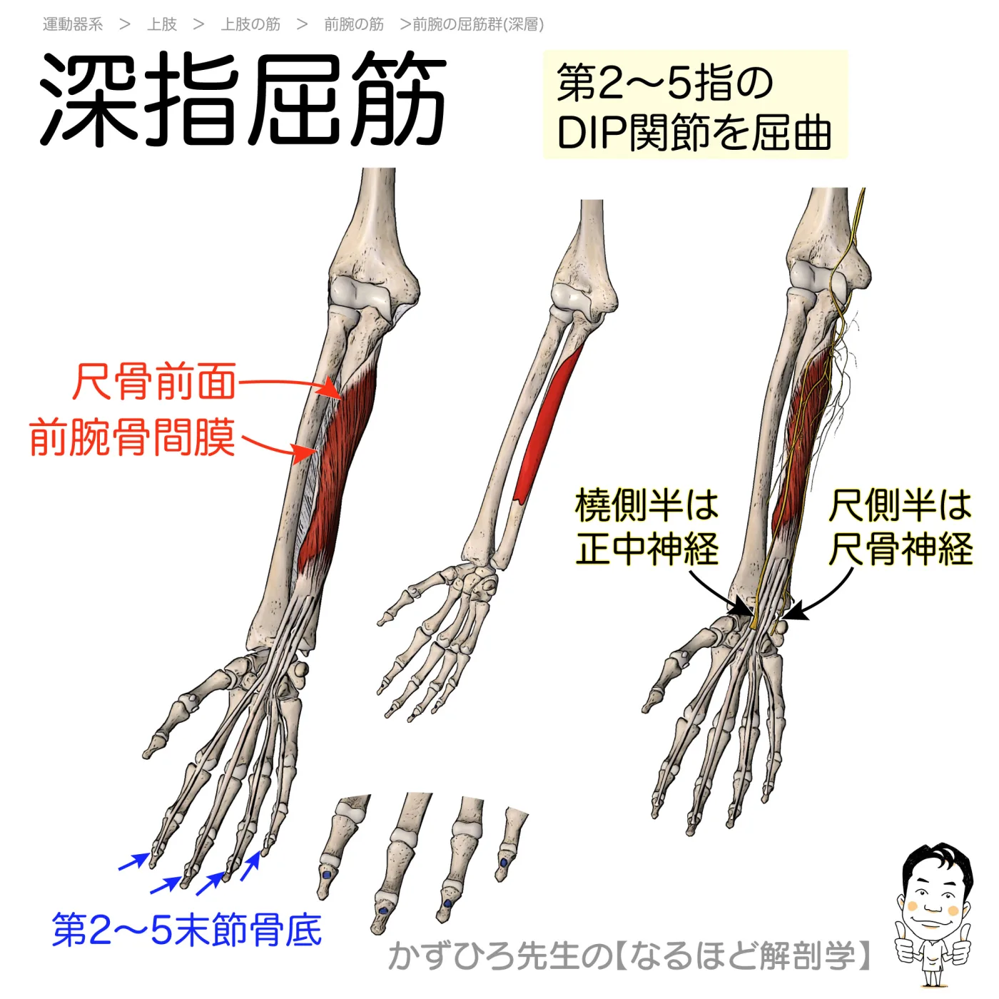 深指屈筋