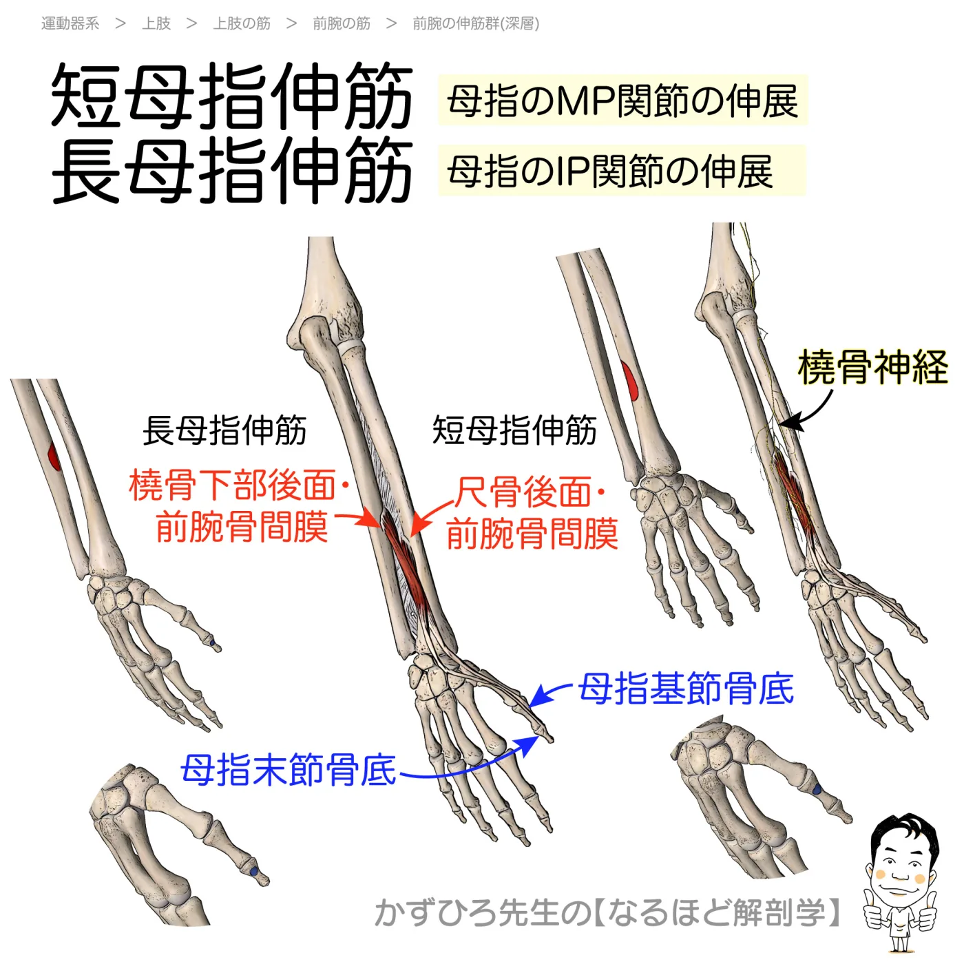短母指伸筋・長母指伸筋